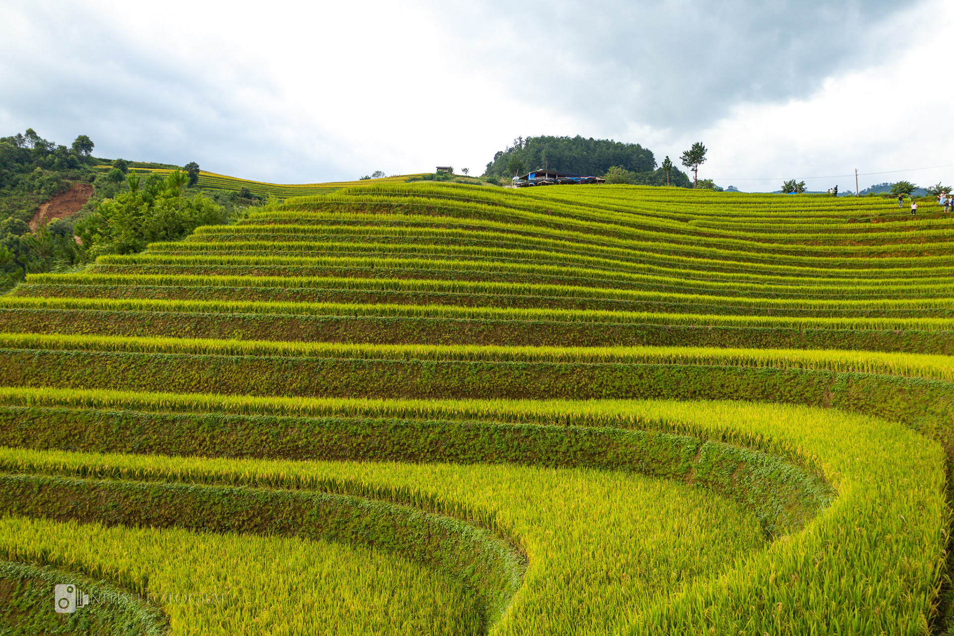 Fields of gold stretching across the landscape a celebration of abundance