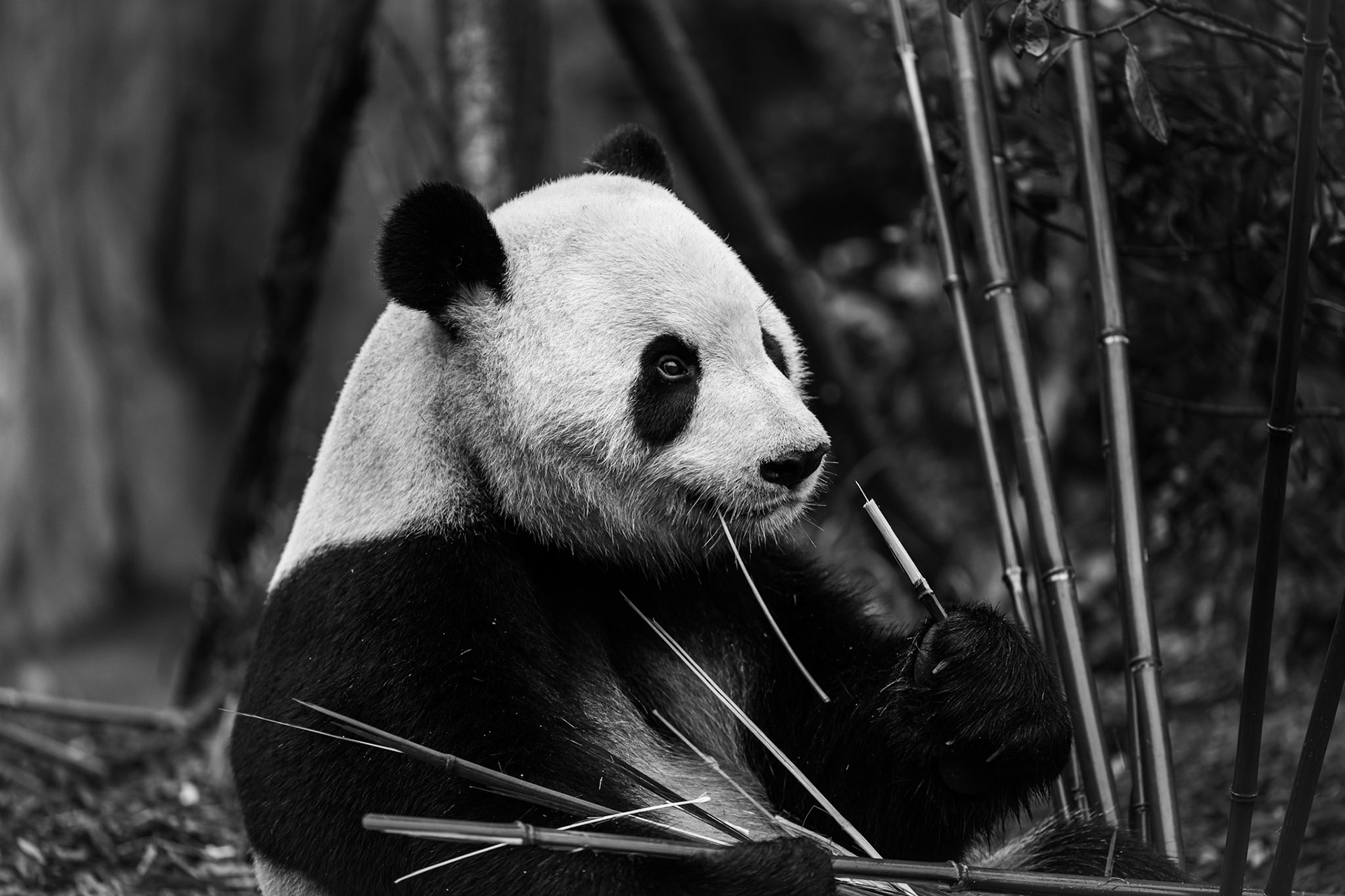 A serene moment of contemplation, as bamboo whispers ancient secrets