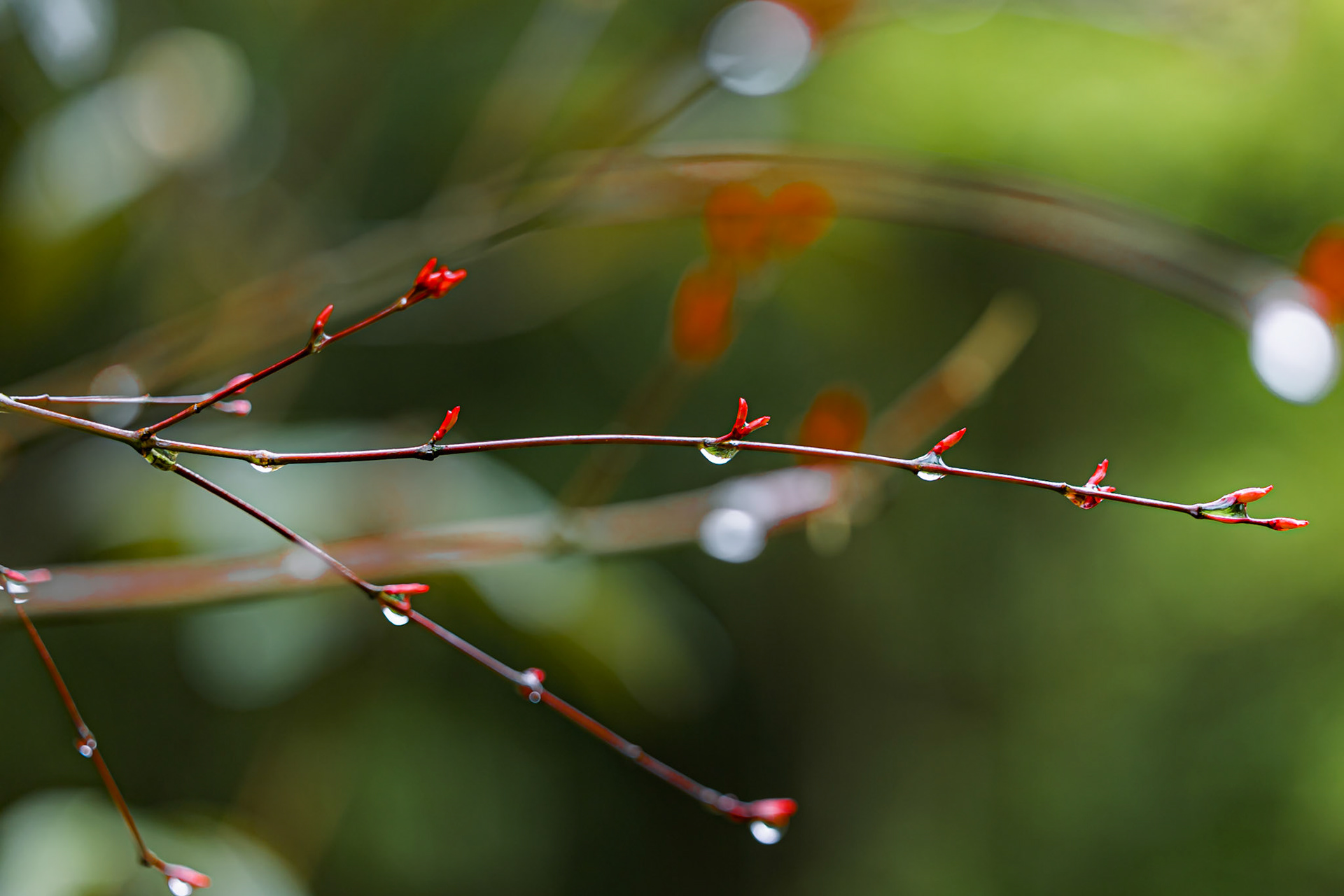 Raindrops cling to delicate branches, capturing nature’s quiet moments