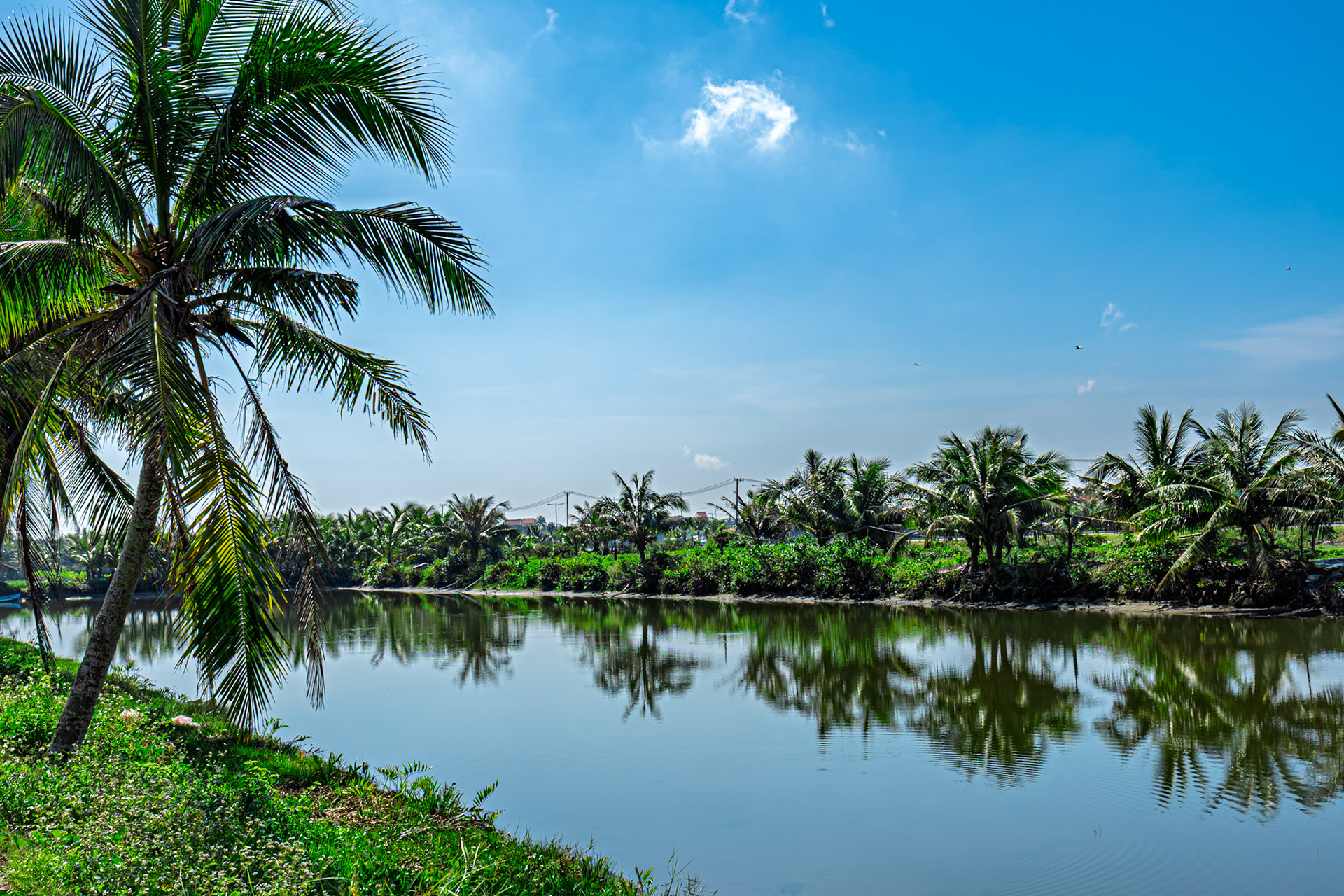 Palm trees and reflections—nature’s canvas painted with tranquility