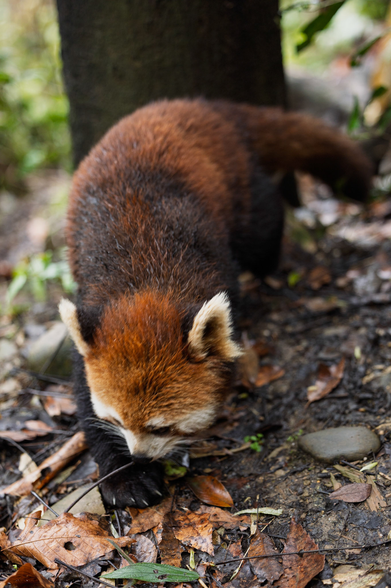 A delicate dance of paws and purpose, discovering life’s smallest treasures