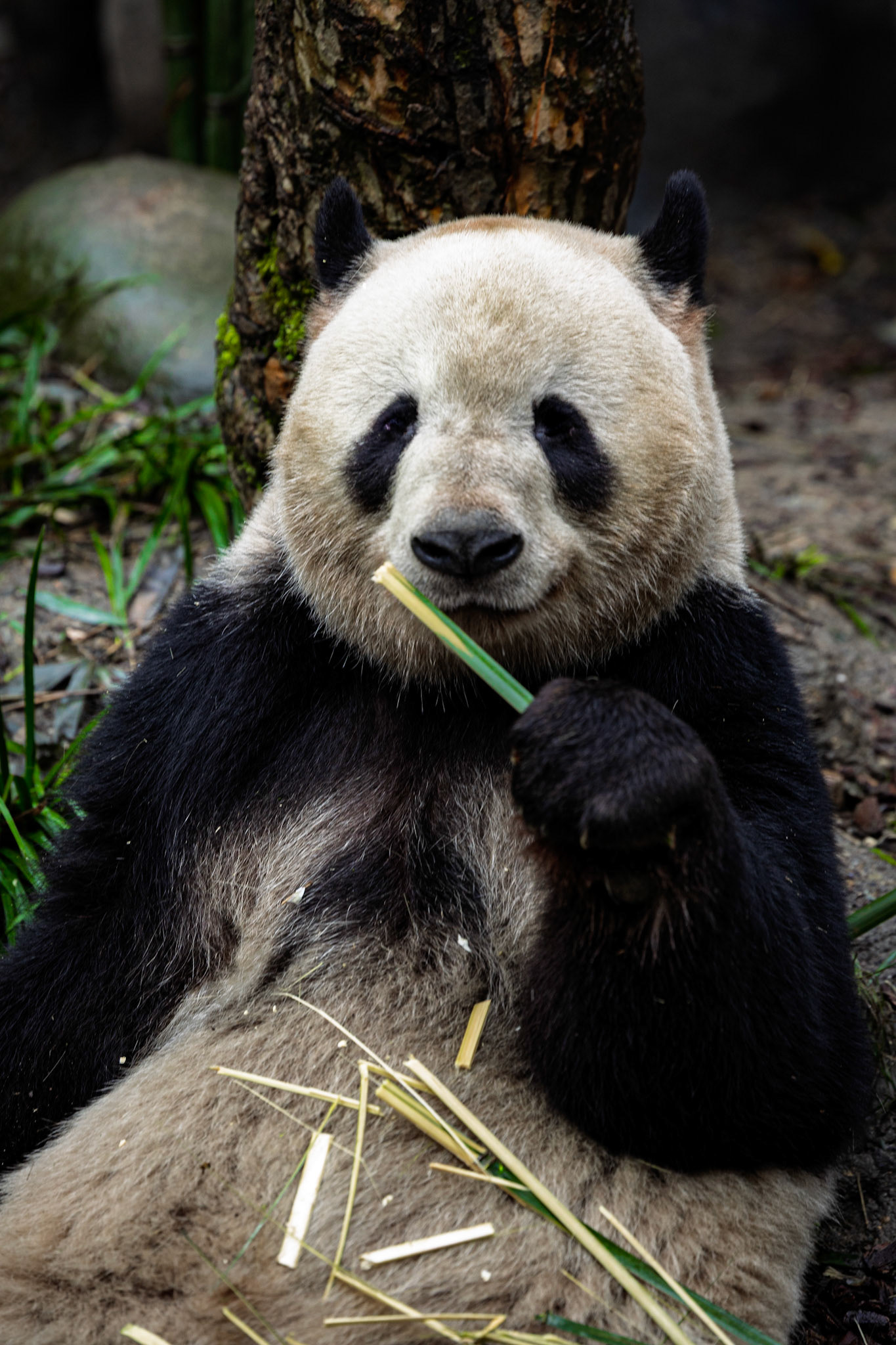 A laid-back afternoon snack, where contentment meets the wild