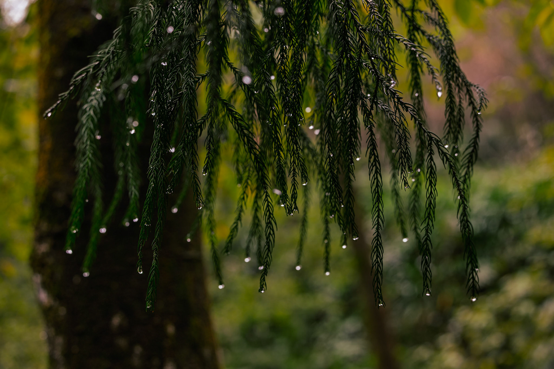 Dewdrops on moss, a tiny world that thrives in nature’s embrace