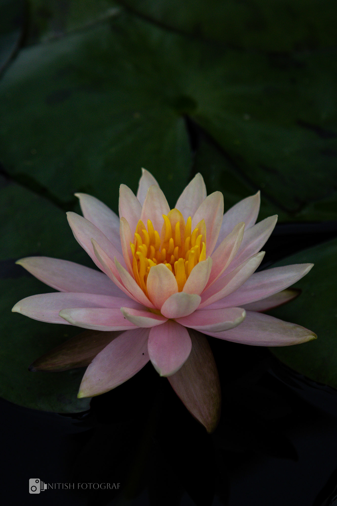 A delicate bloom – beauty thriving in the heart of the urban jungle