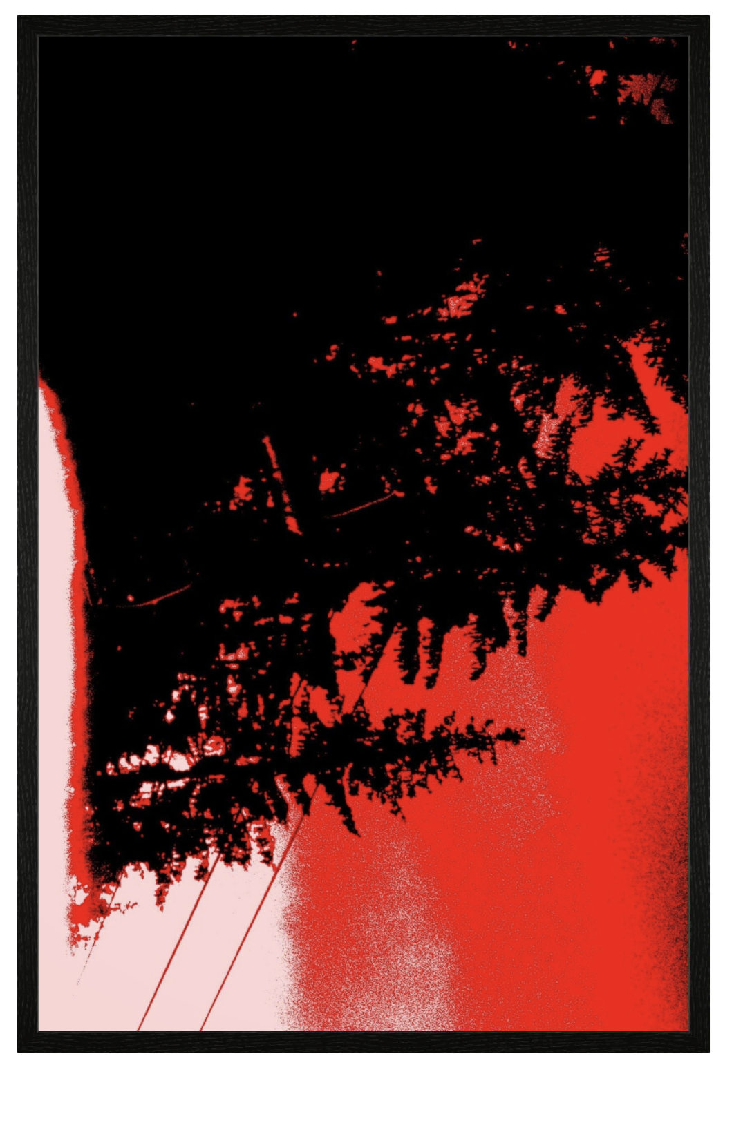 A FOREST - APOPHYSIS PIGMENT INKJET PRINT ON CANSON INFINITY PHOTO PREMIUM RC SATIN PAPER LIMITED SERIES 4/5  39,5 × 60 cm 250€