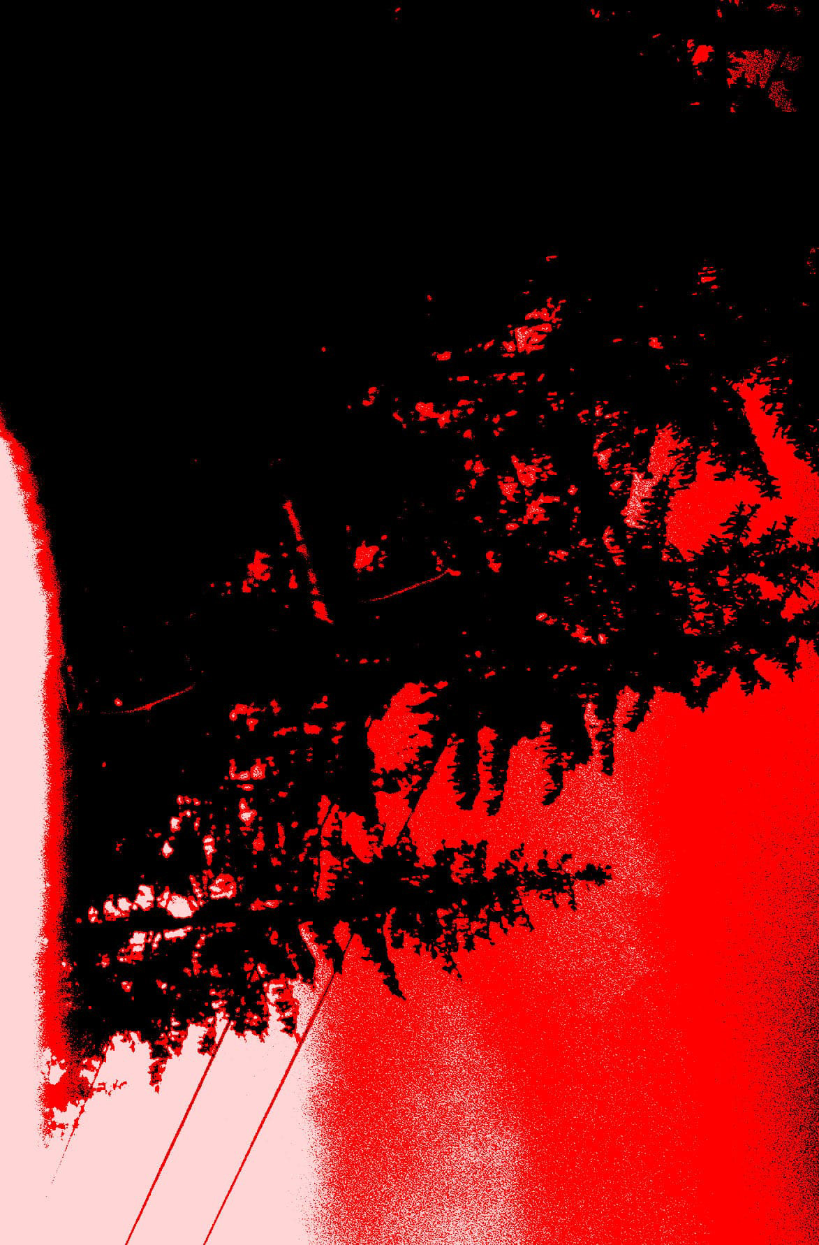 A FOREST