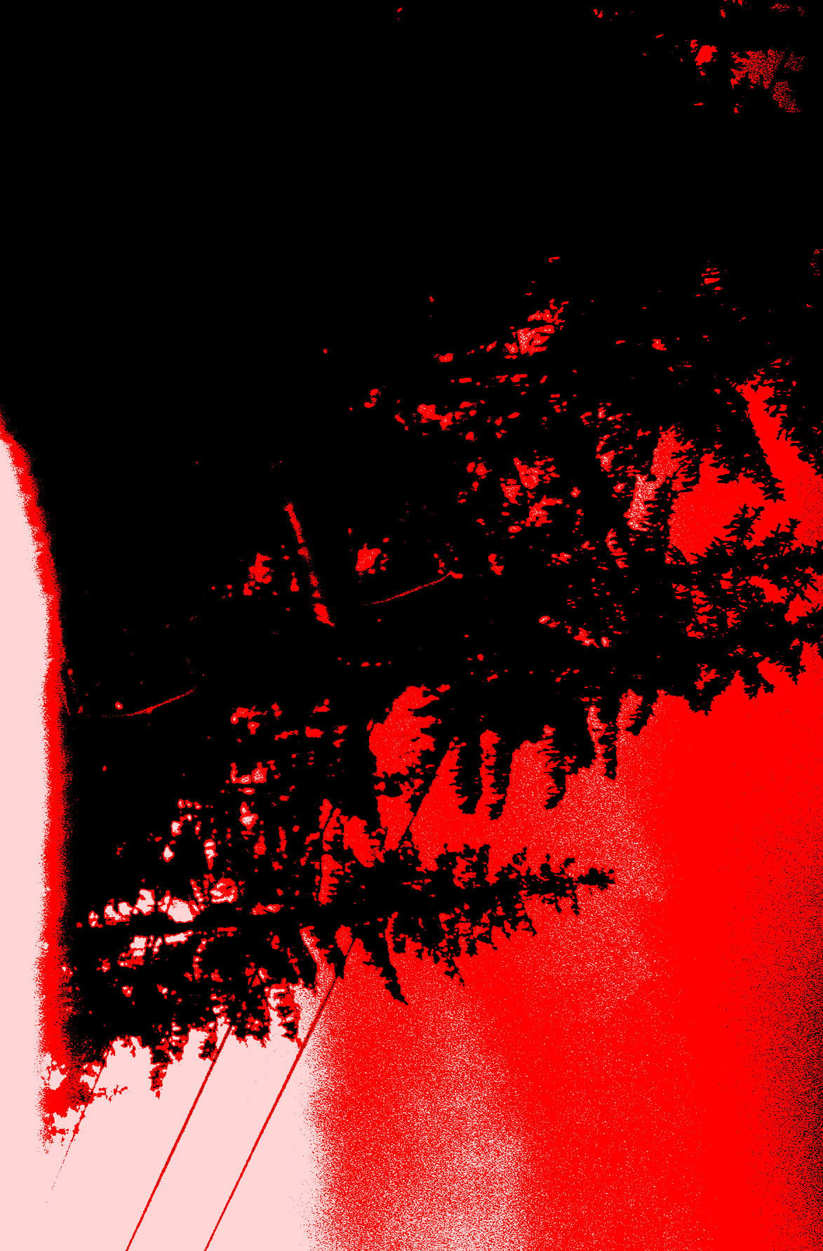 A FOREST - APOPHYSIS