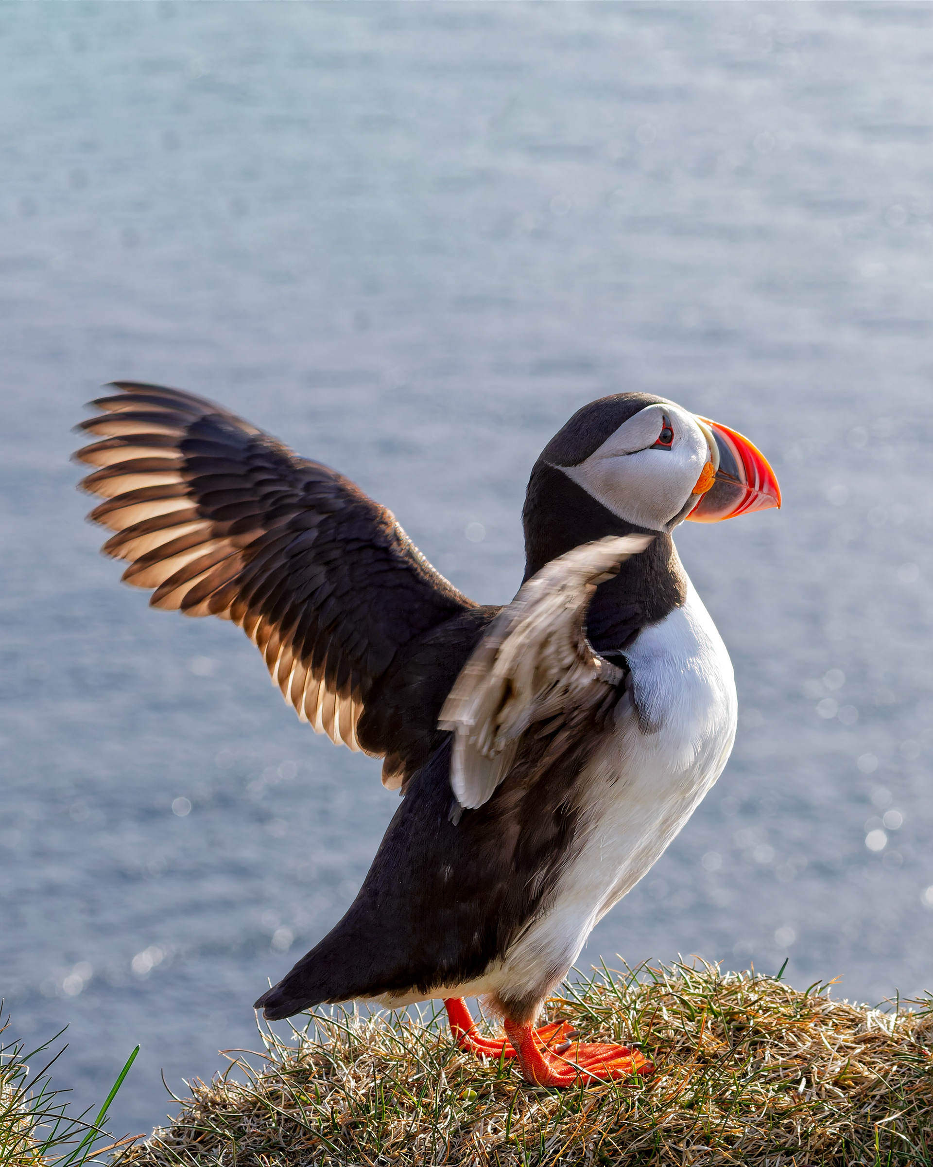 Hornstrandir Nature Reserve, Iceland