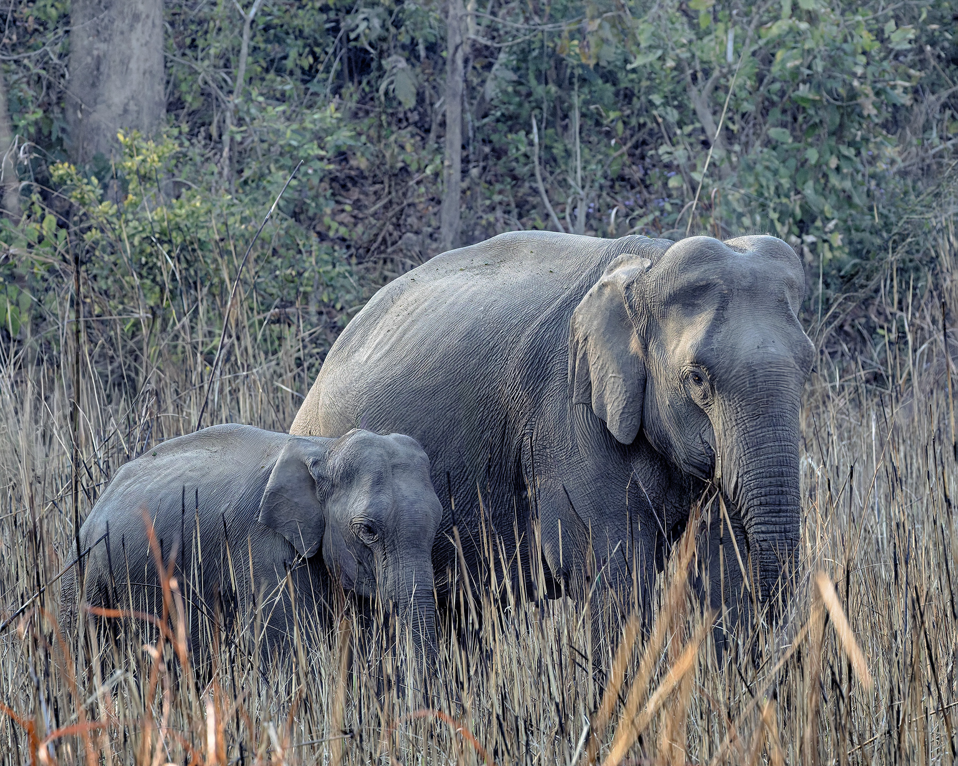 Jim Corbett National Park, India