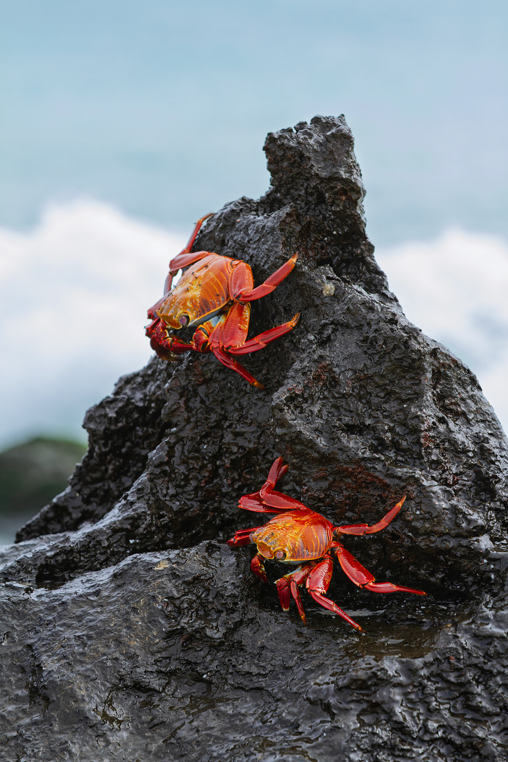 Espanola Island, Galapagos