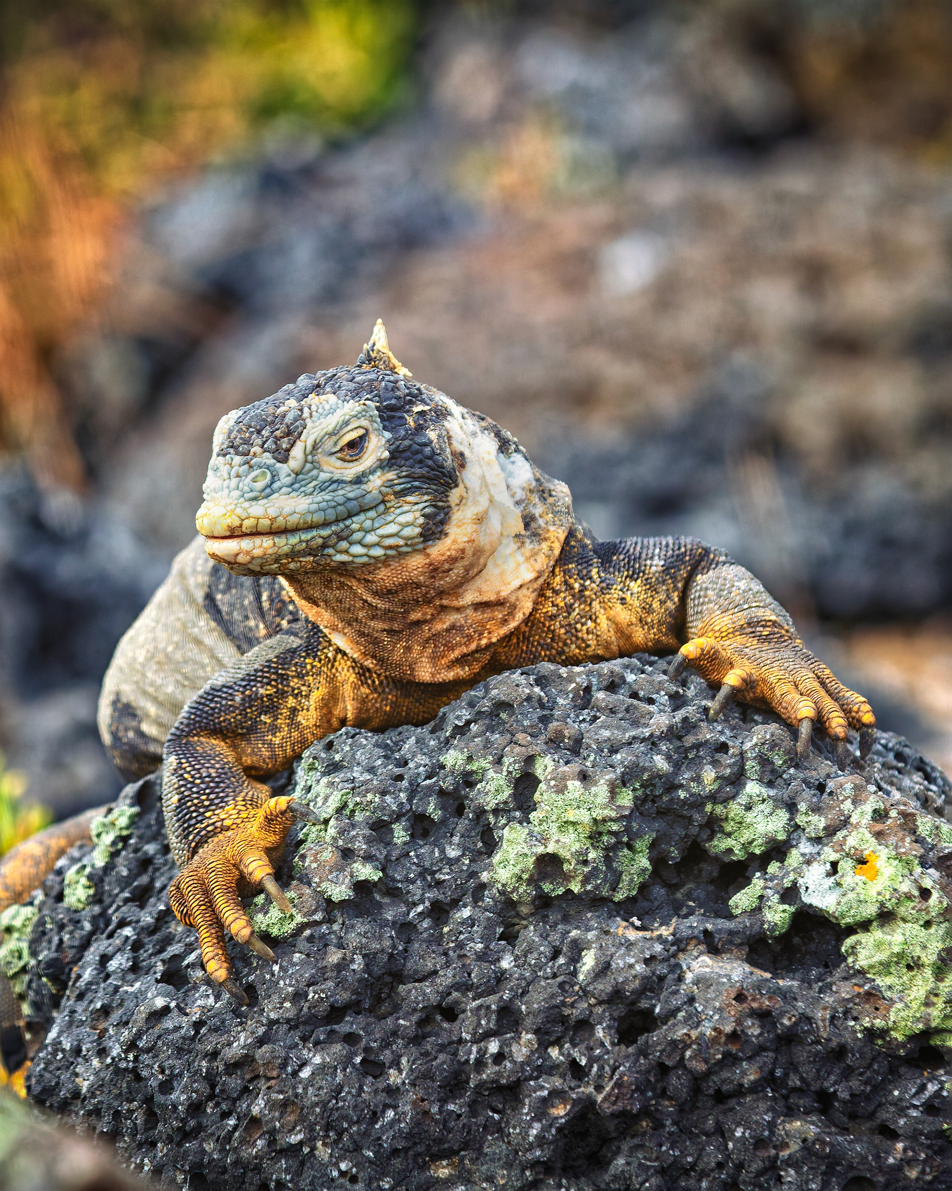 South Plaza Island, Galapagos