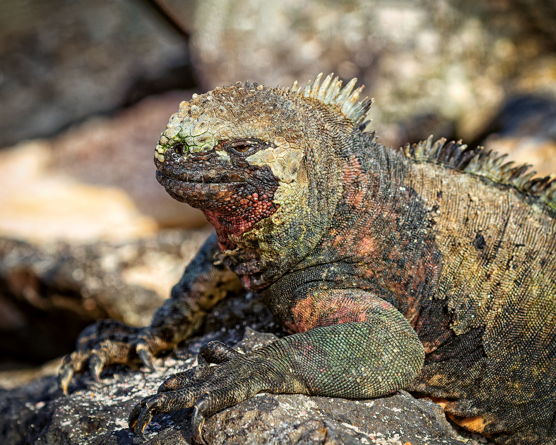 Espanola Island, Galapagos
