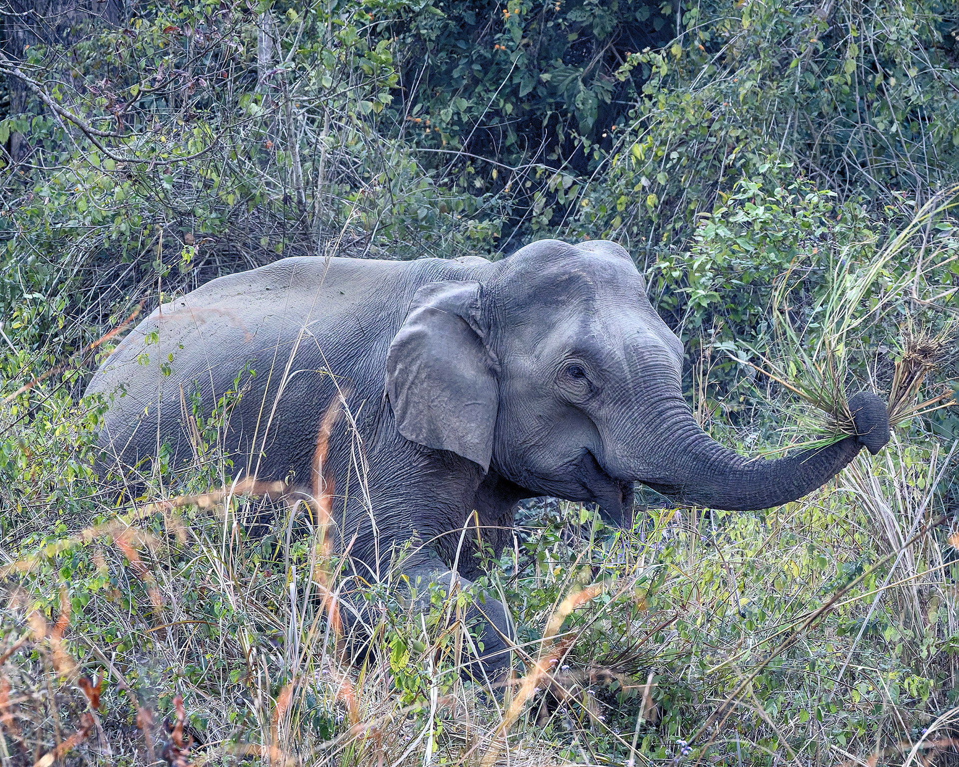 Jim Corbett National Park, India