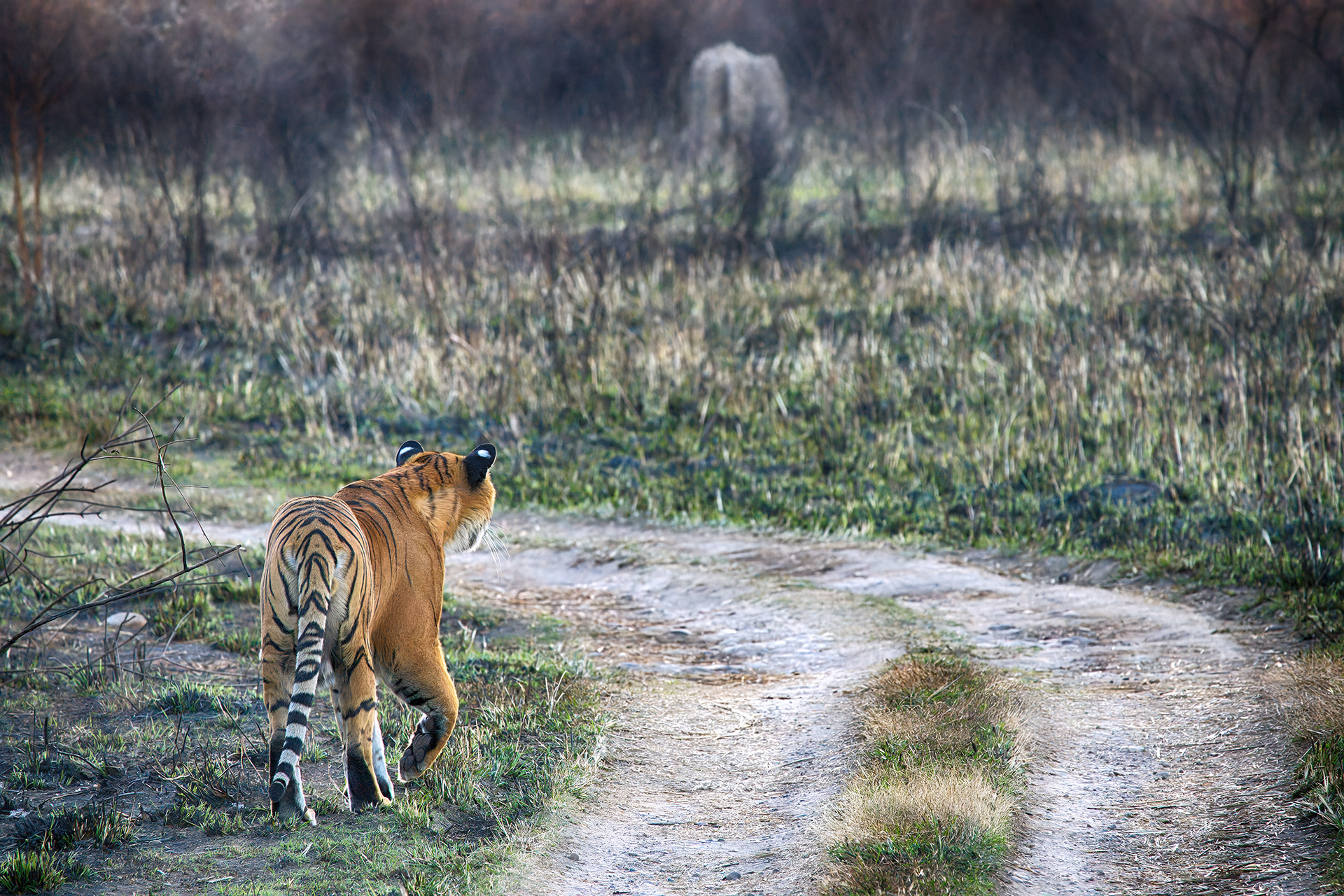 Ranthambore National Park, India