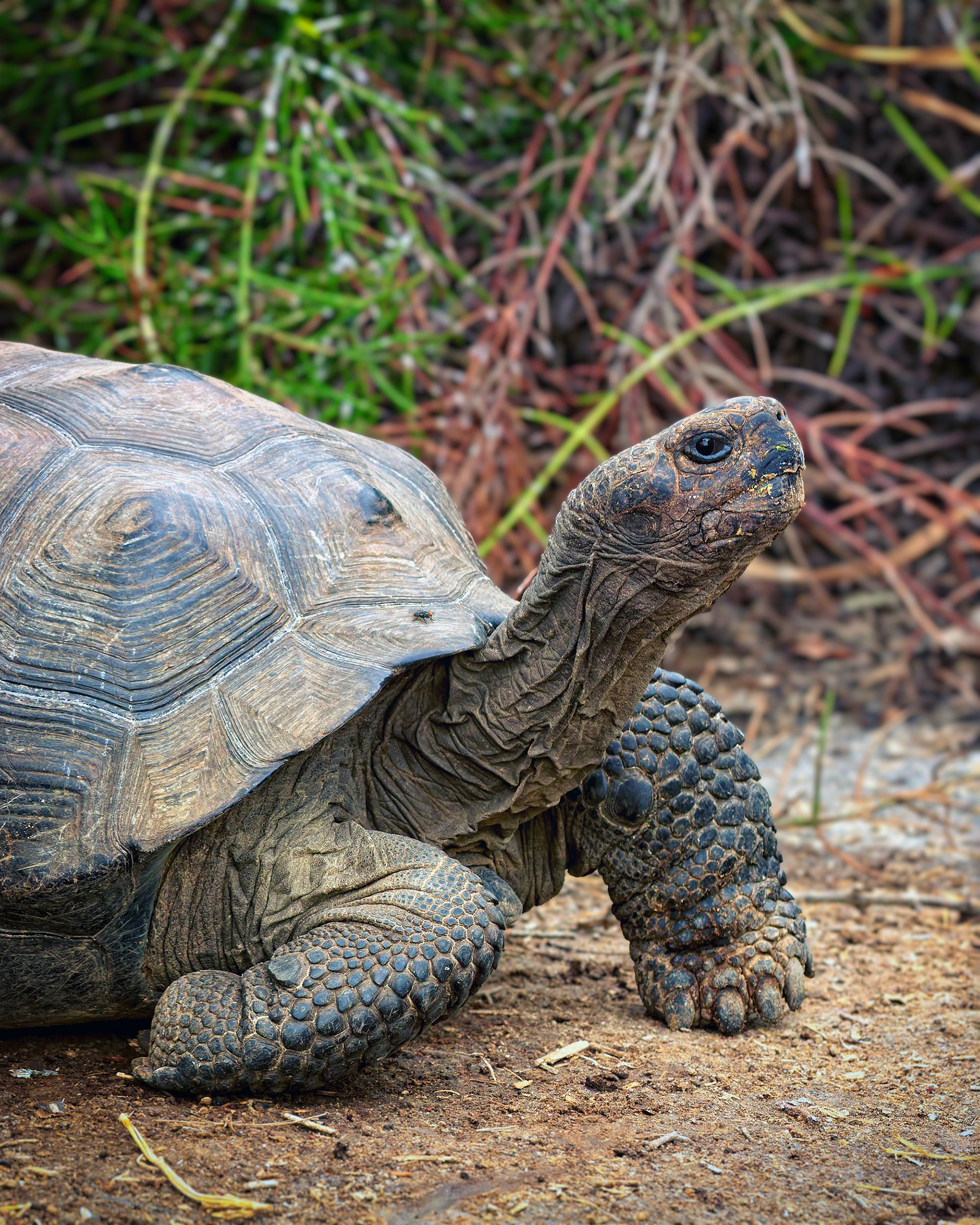 Isabela Island, Galapagos