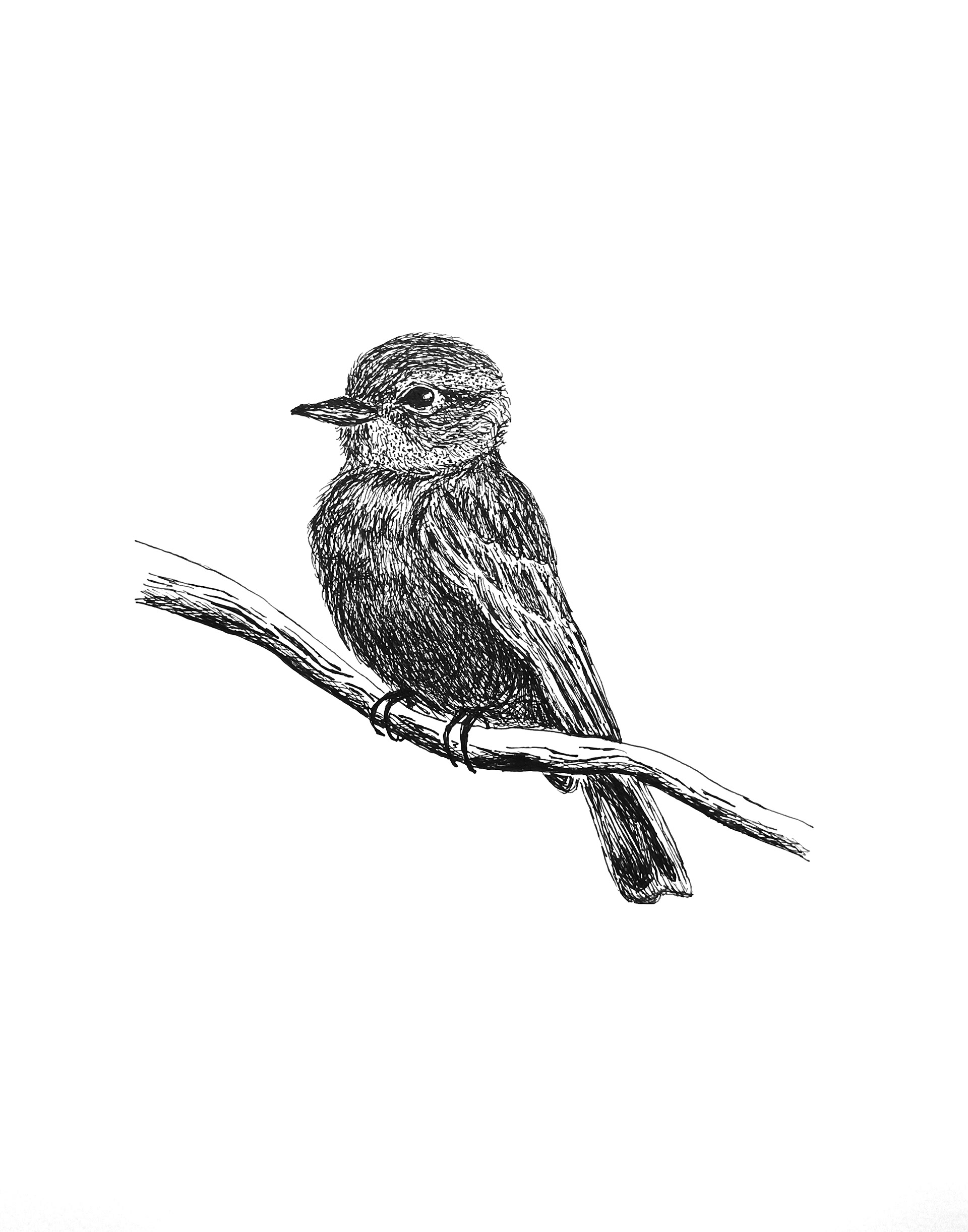 Bird at Peace