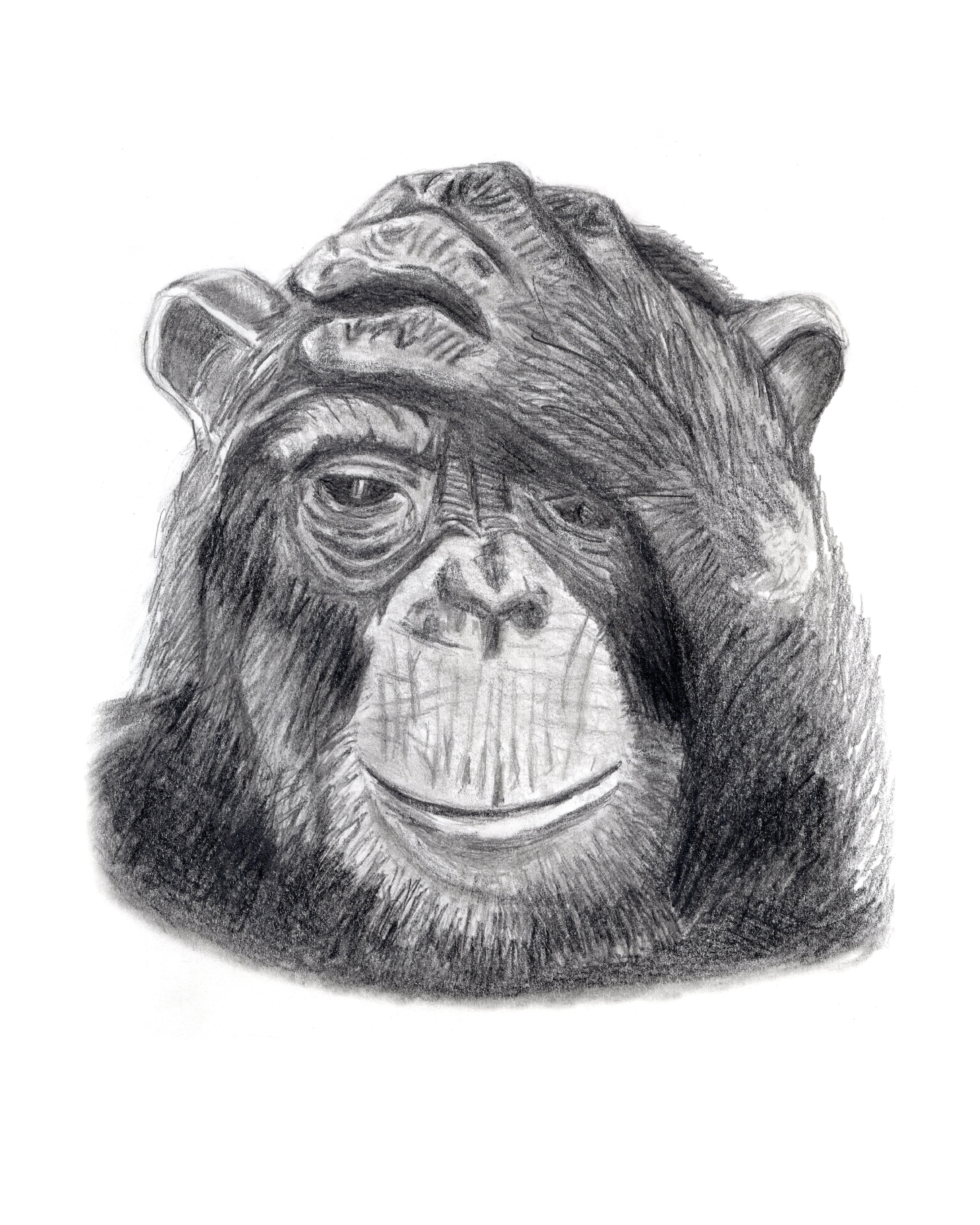 Troubled Monkey