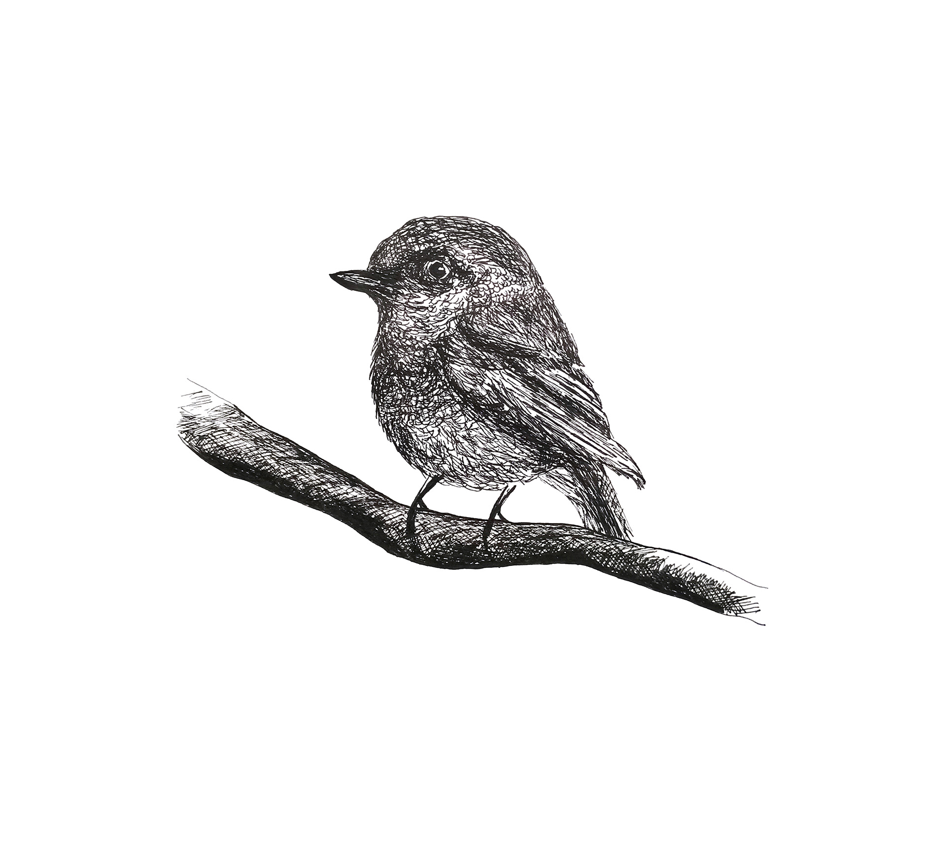 Little Bird