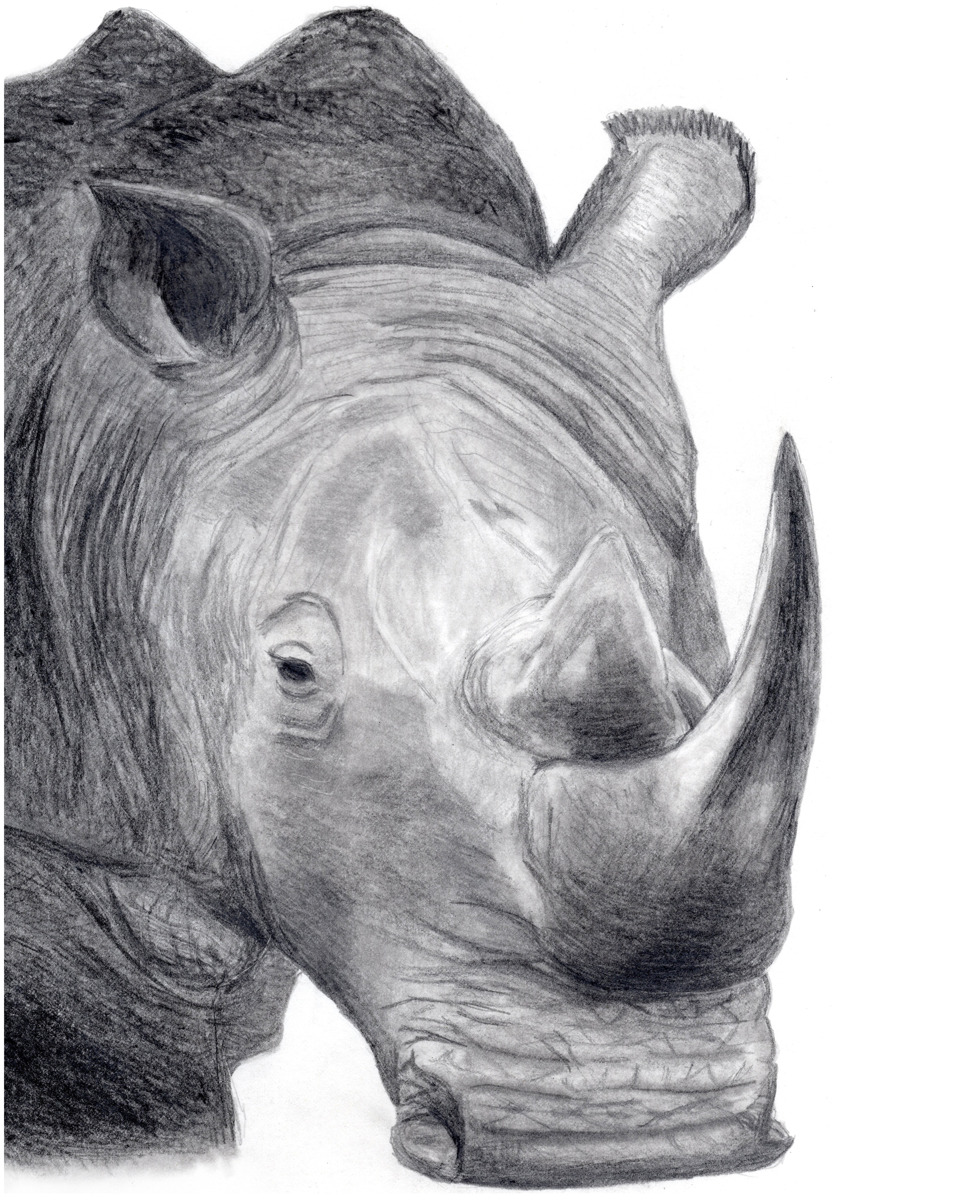 Rhino