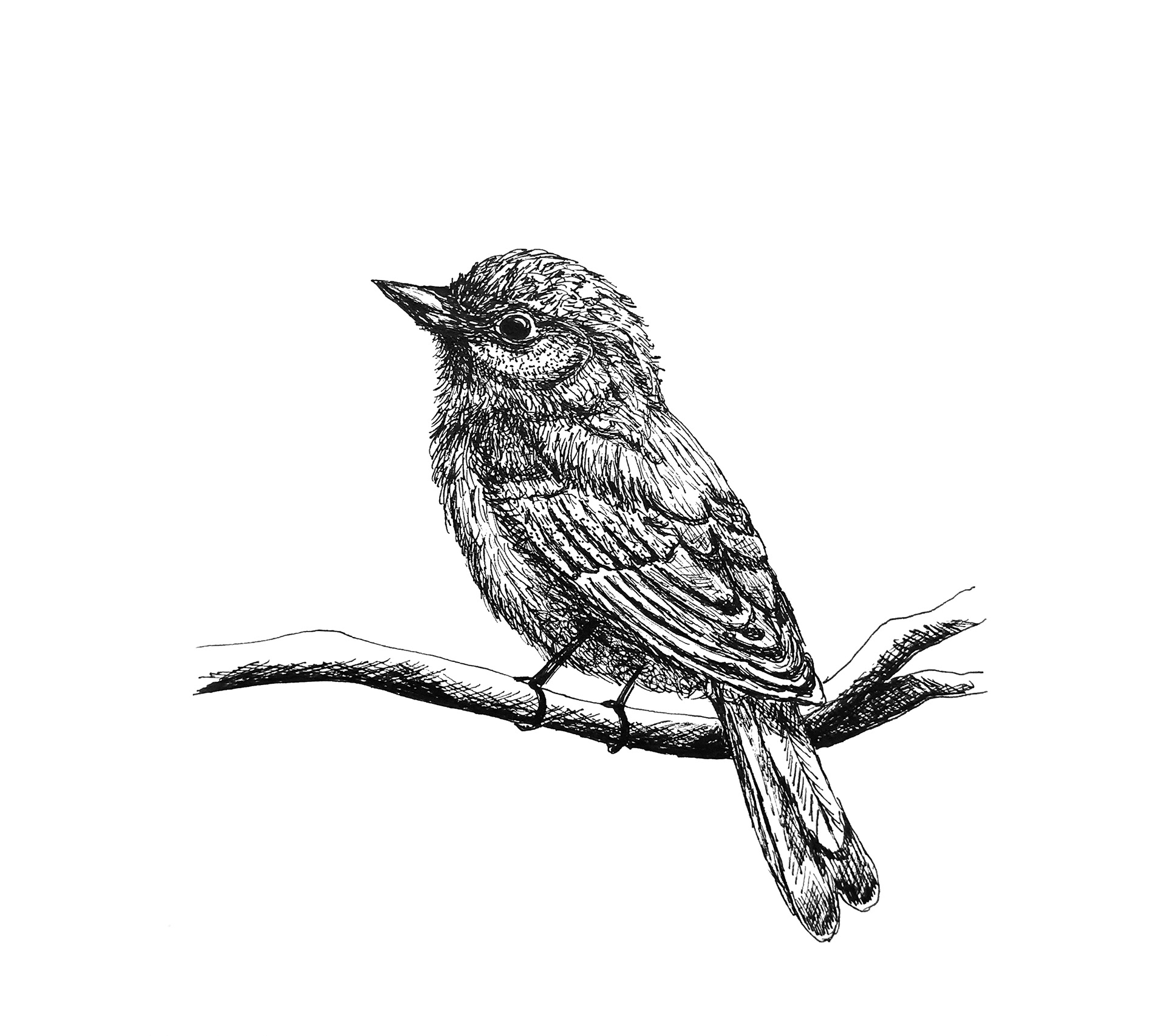 Bird Poised