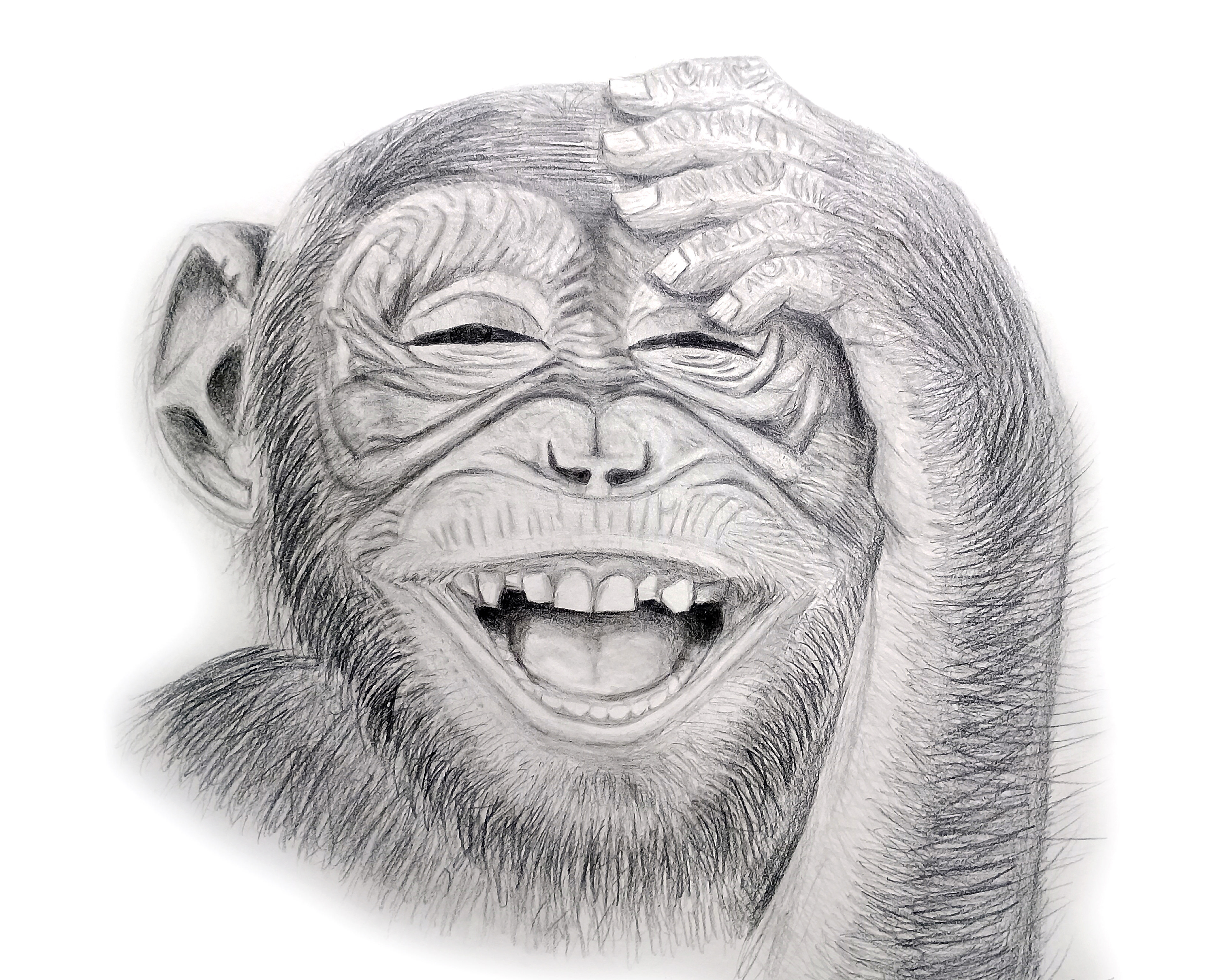 Laughing Chiimpanzee