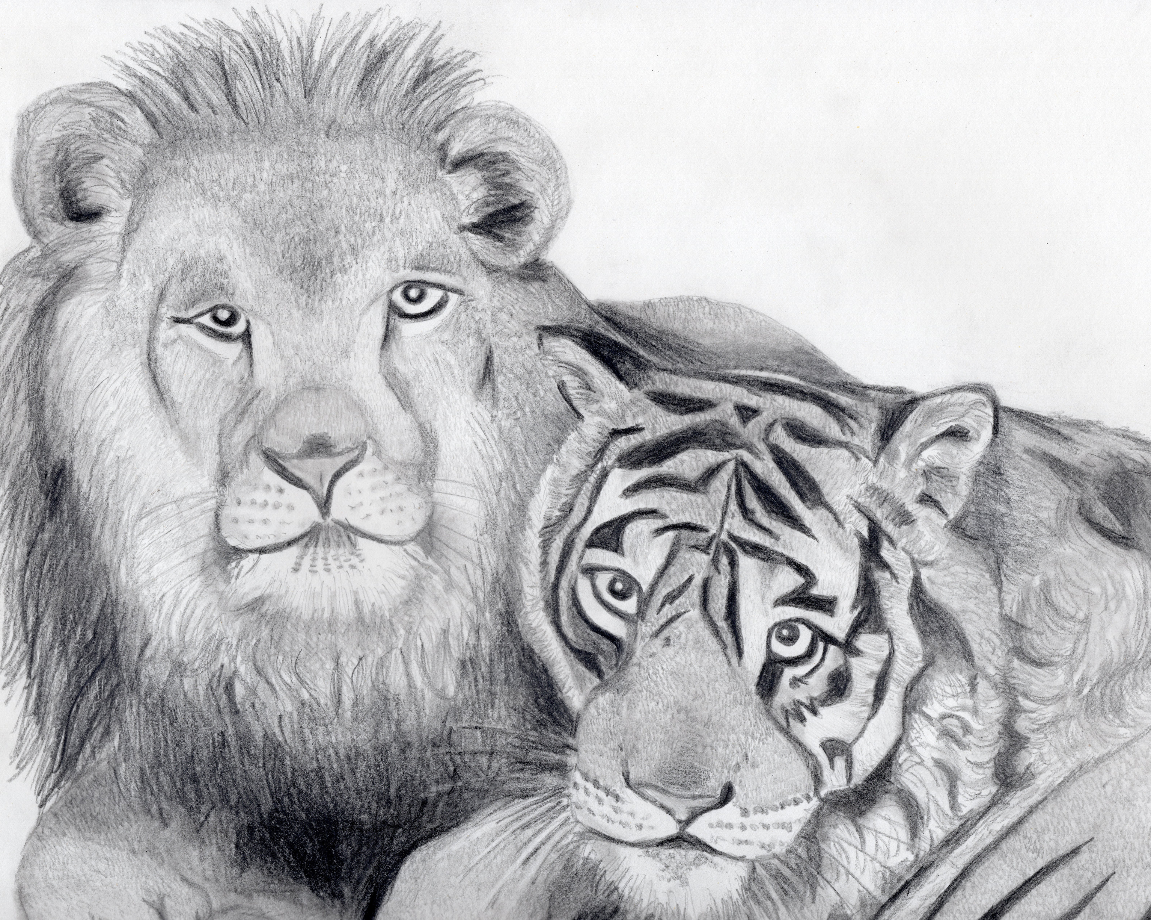 Tiger and Leopard