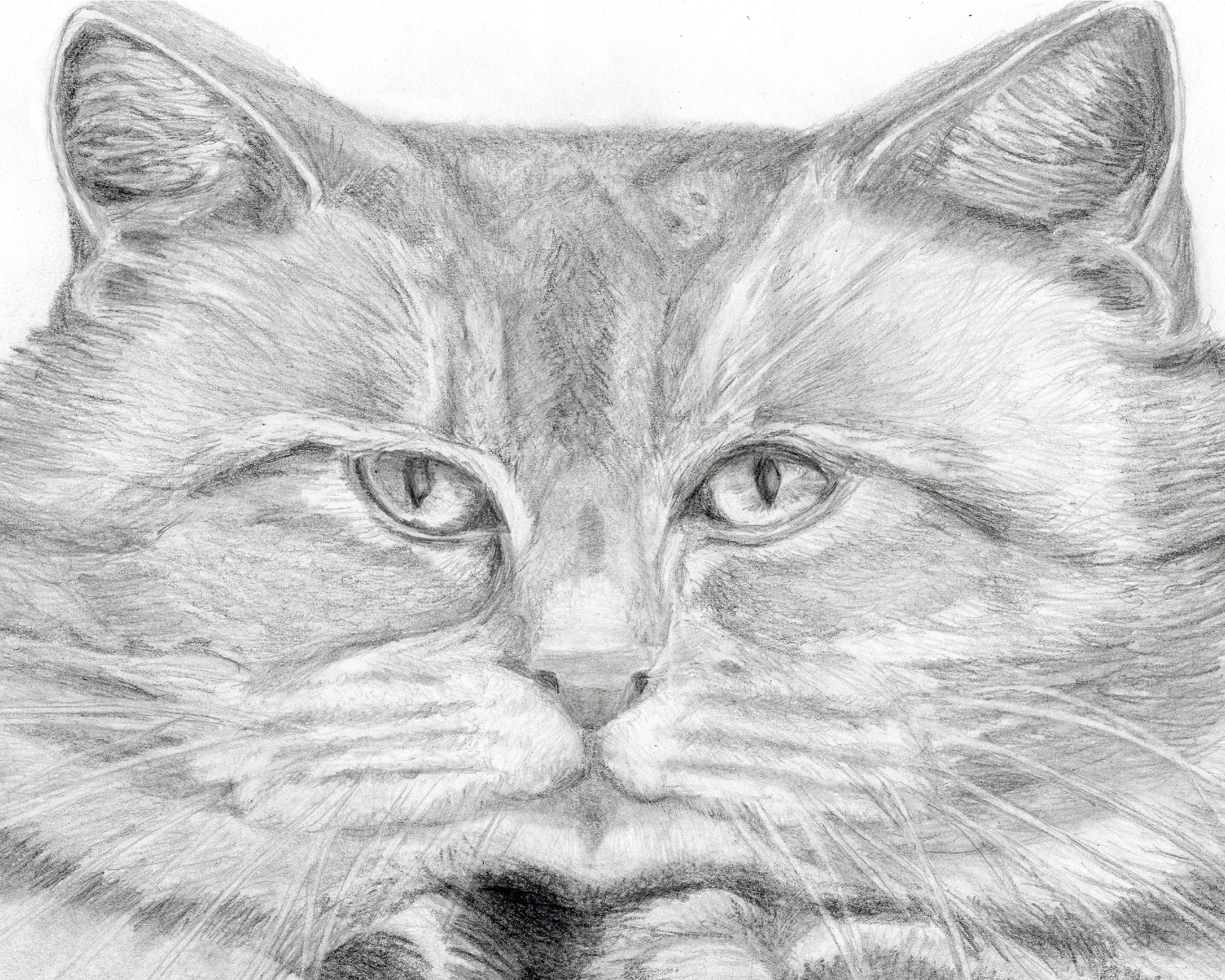 Cheshire Cat