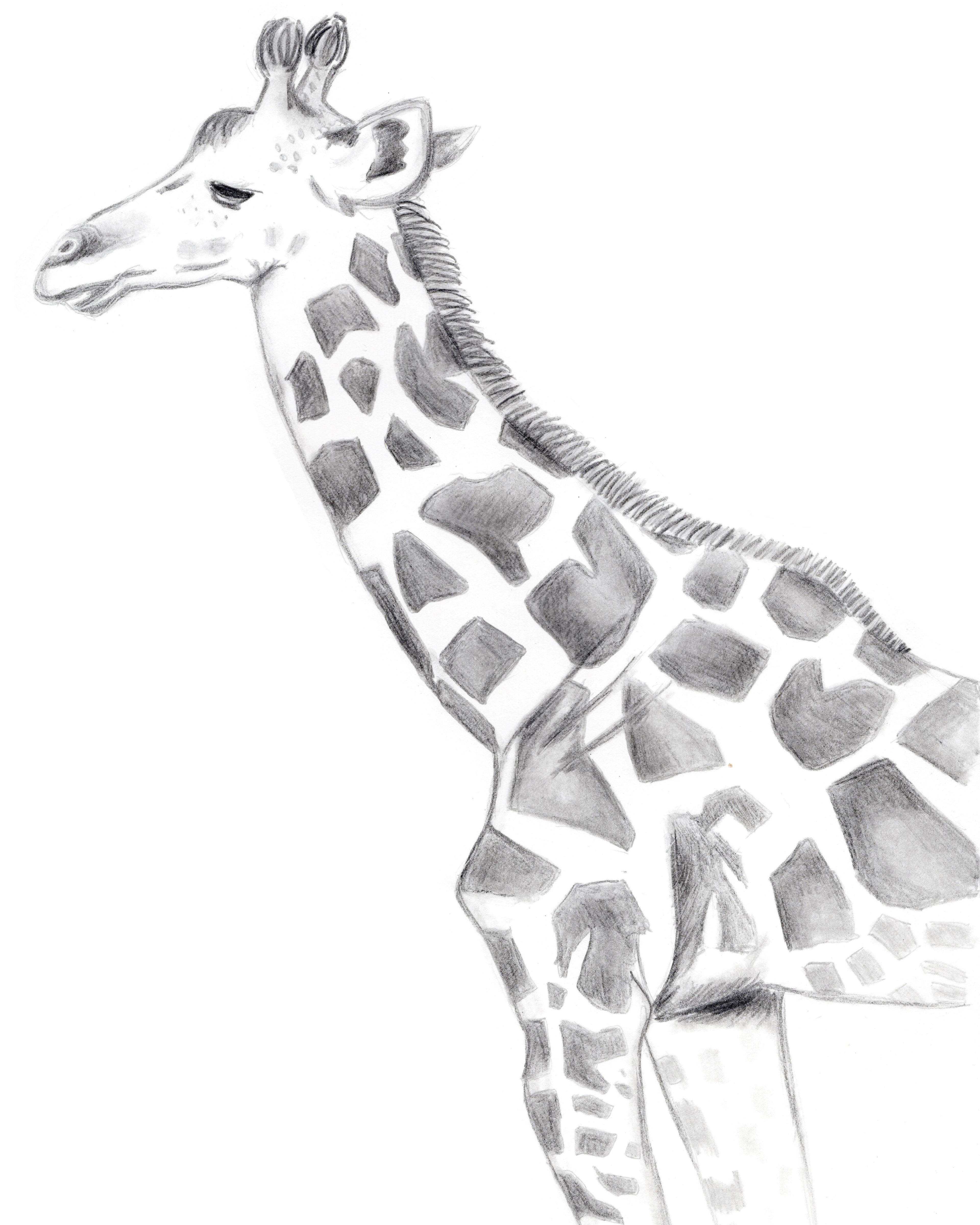 Giraffe Profile