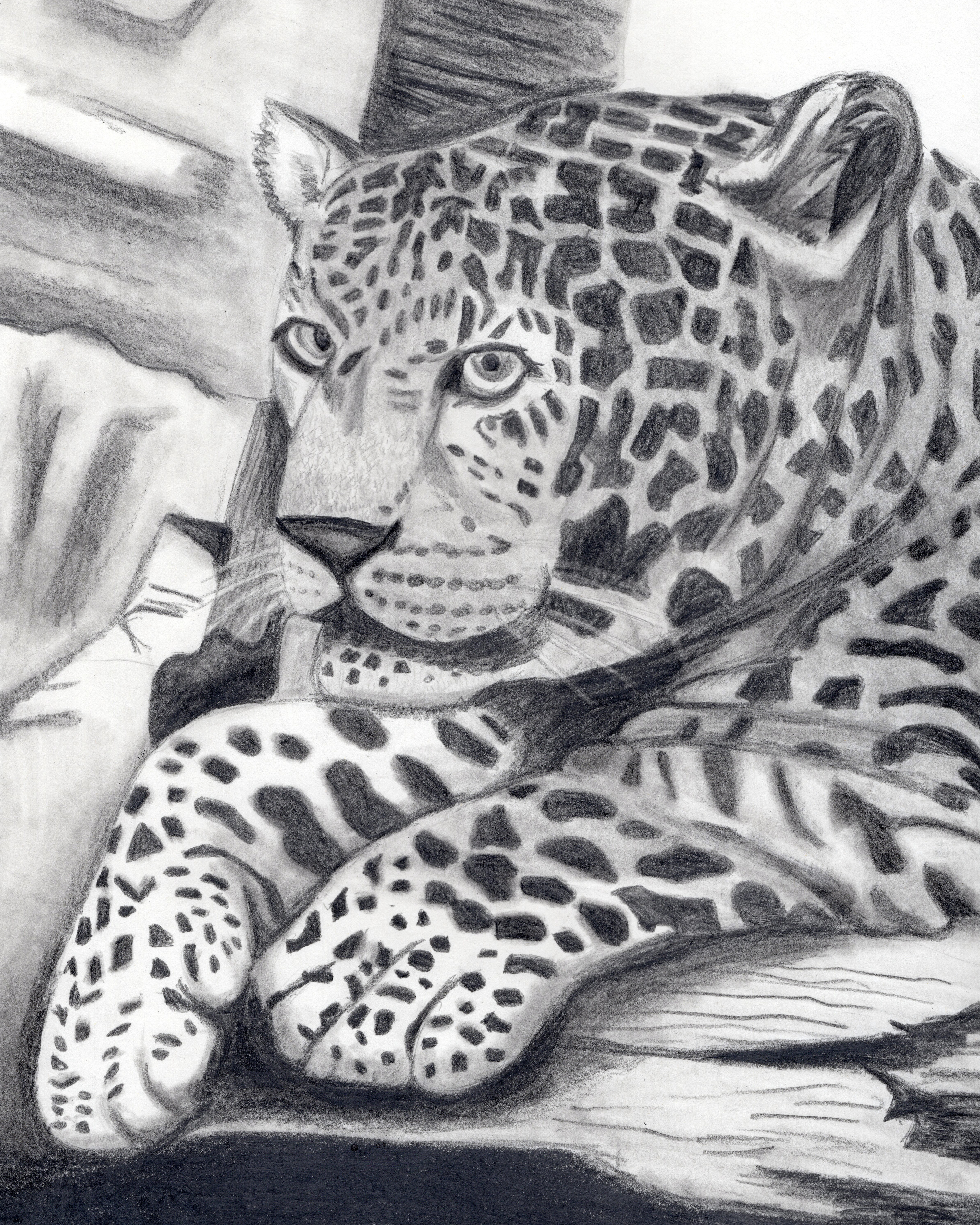 Leopard
