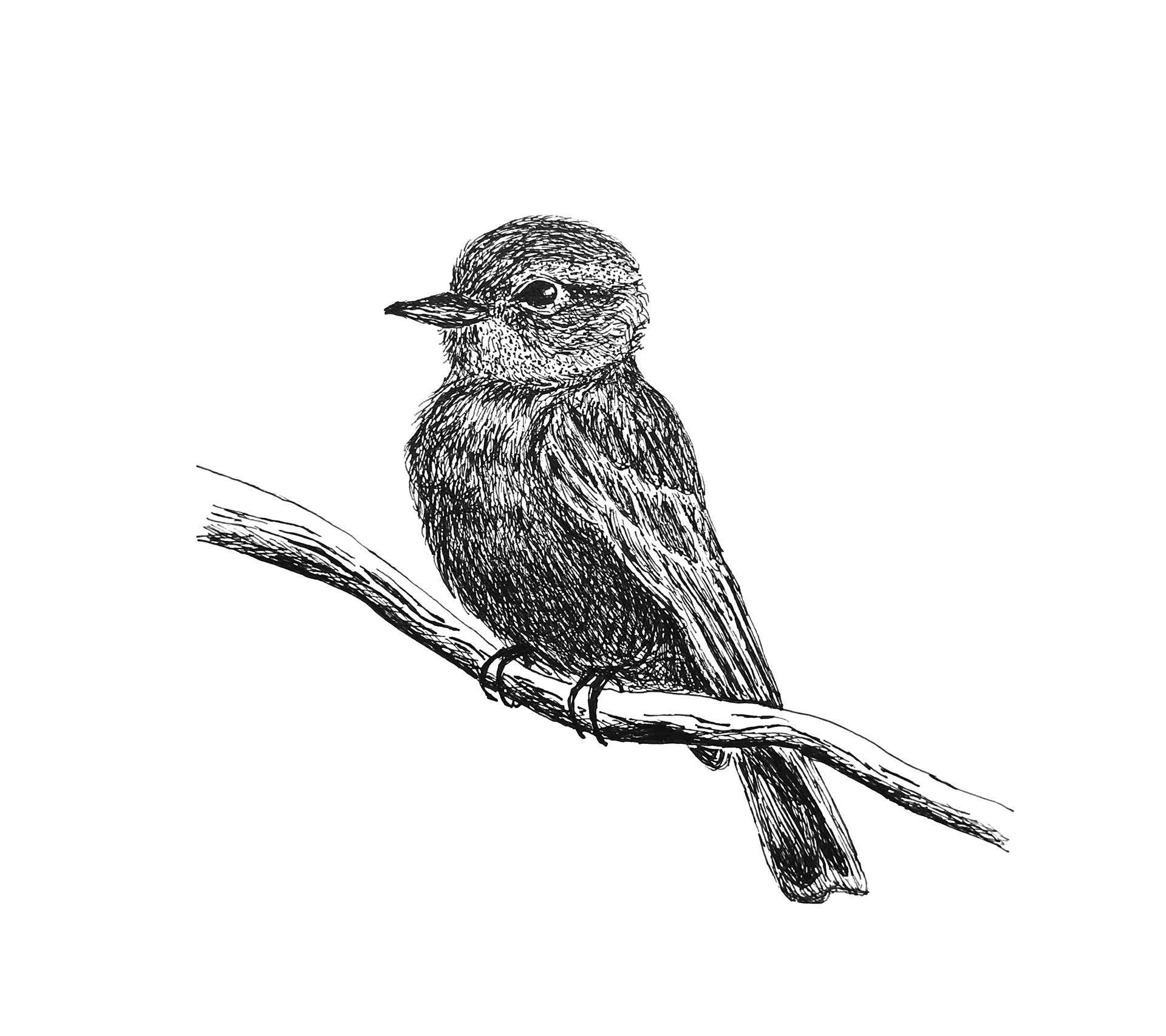 Bird at Peace