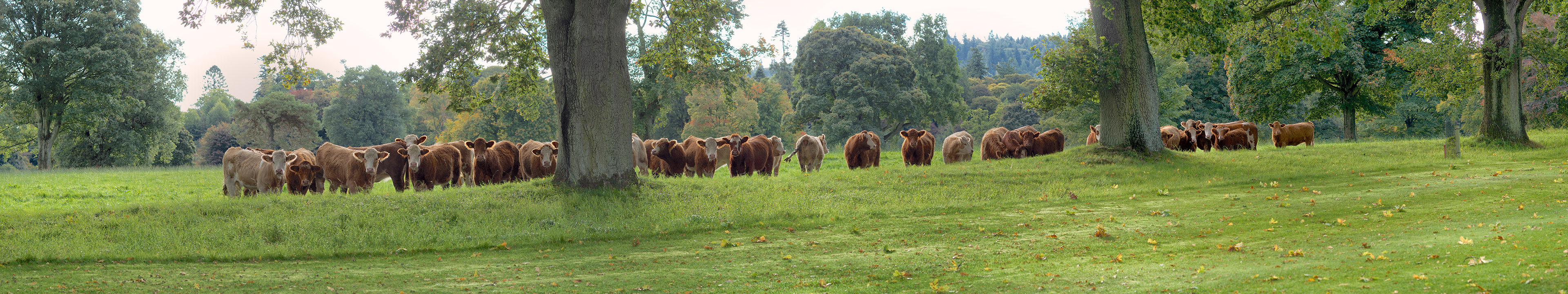 Glamis Castle Dairy Cows