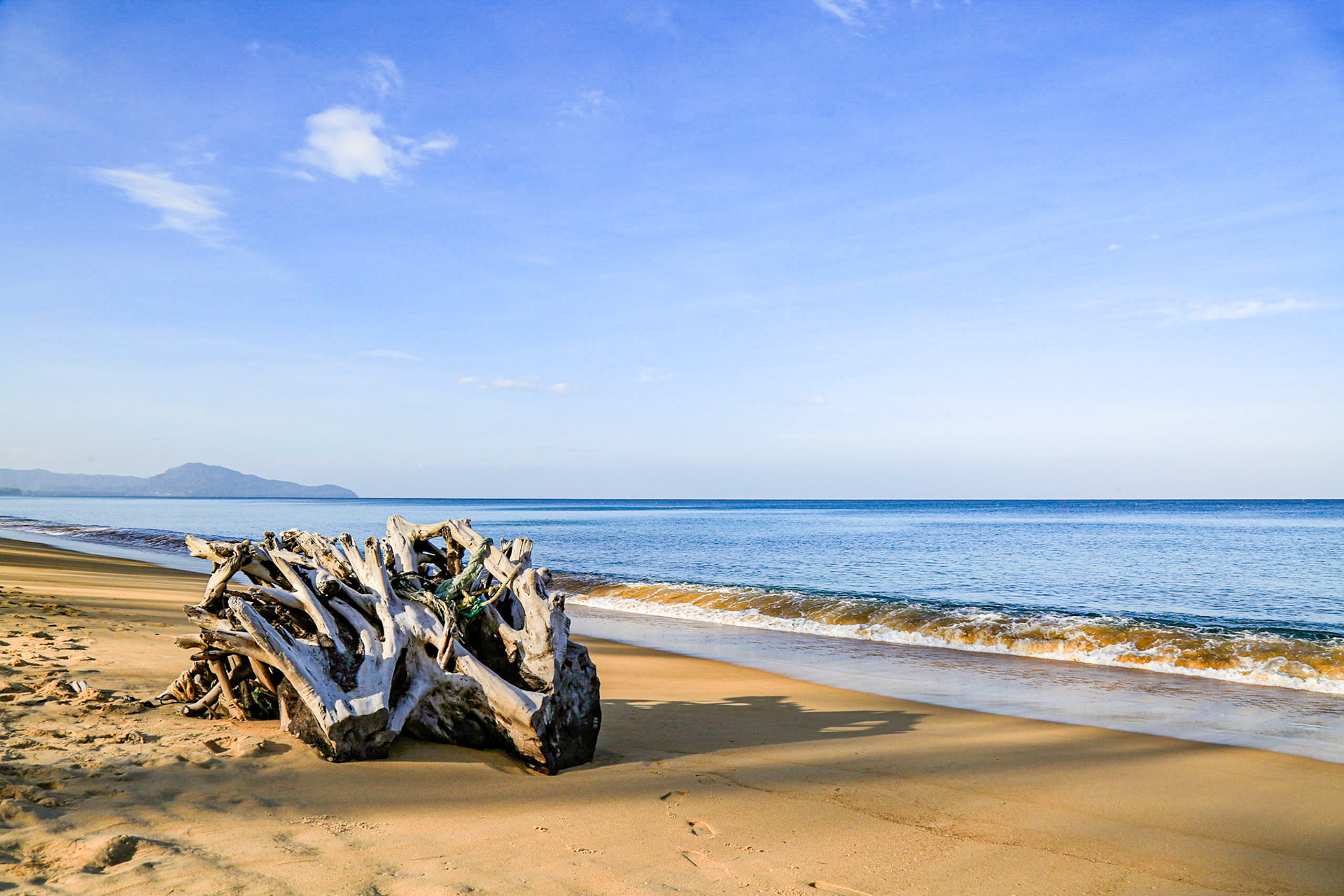 Dried tree on the sea shore with rolling wave and blue sky. Famous Thailand destination, Mai Khao beach, Phuket. Wide angle shot.