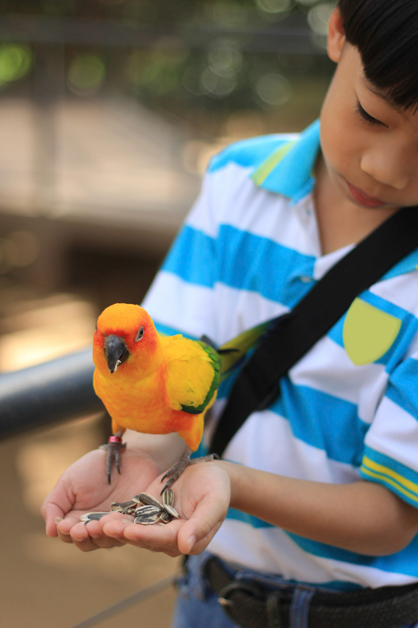 Asian boy is feeding a parrot standing on her hand in the zoo. Focused on the parrot's head.