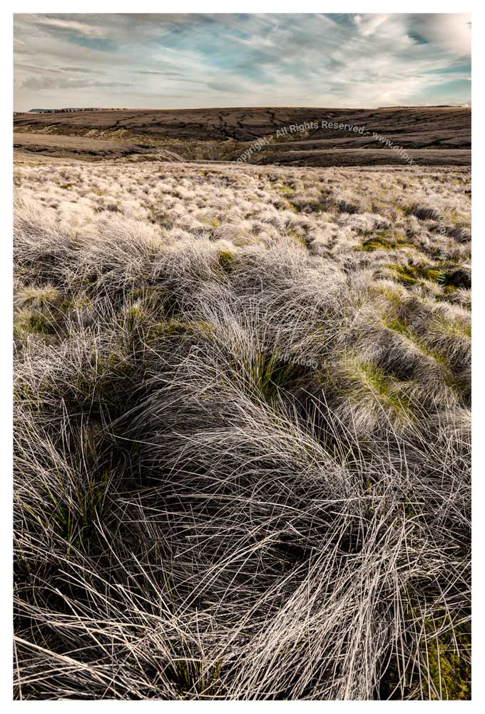 Wild Grass.