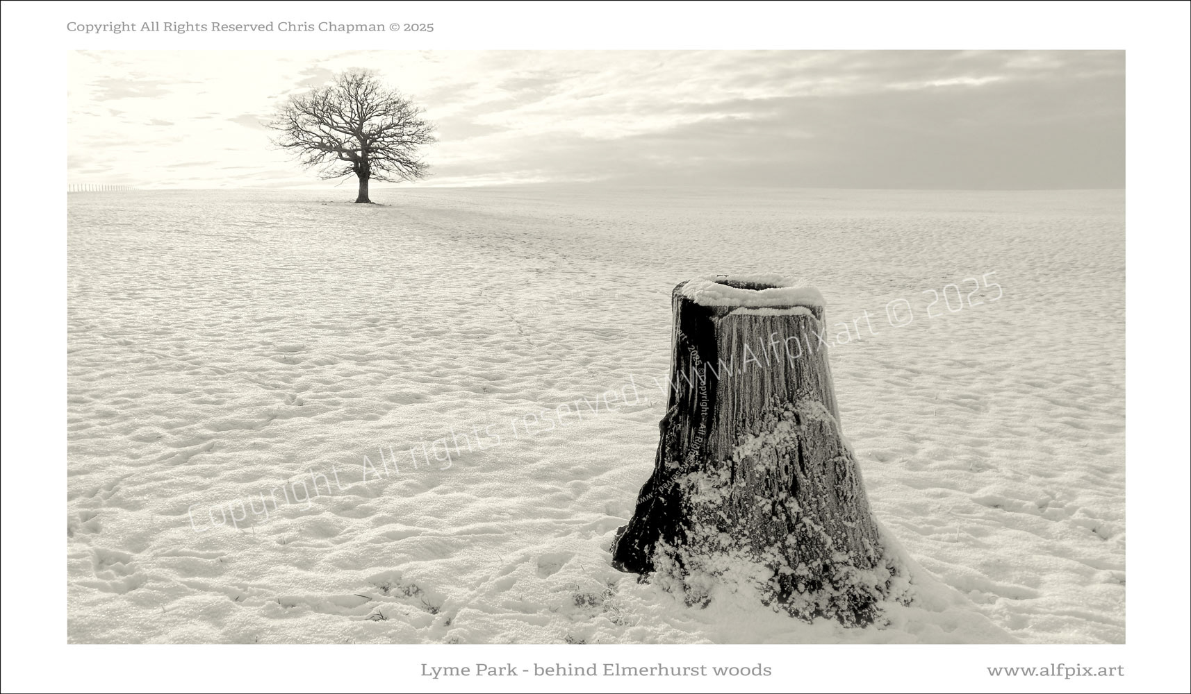 Field behind Elmerhurst woods. Snow. White out. Lone tree in background. Stump of felled tree in foreground. 