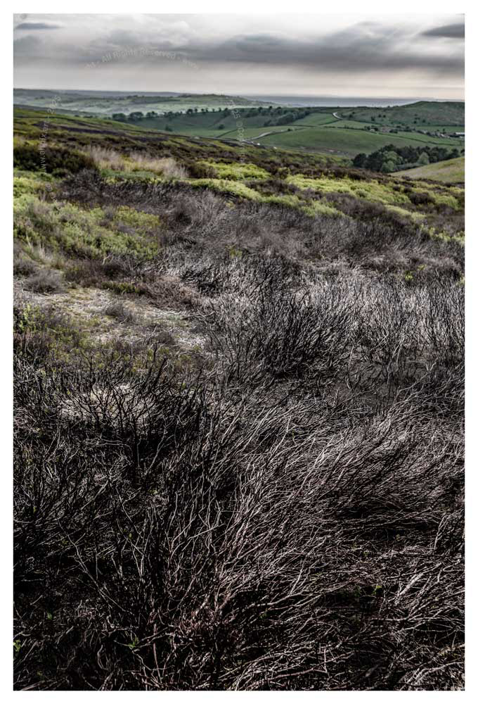 burnt heather.