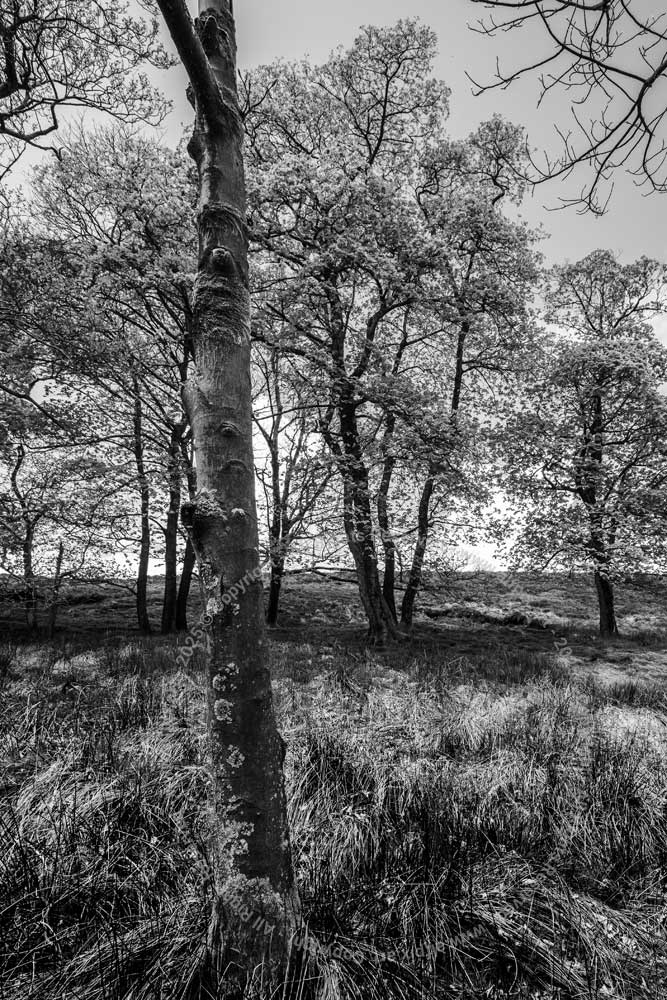 Monochrome image of Trees on Win HIll. Peak District national park . UK 
