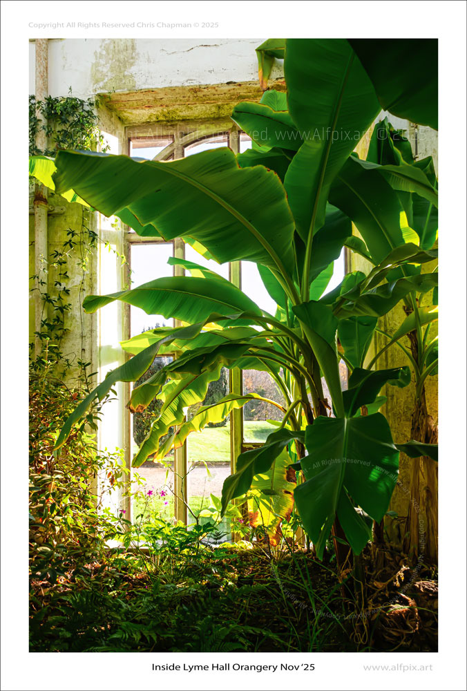 Colour image showing inside of Orangery. Looks to me like some kind of palm plant. Colour image. Alfpix.art Chris Chapman