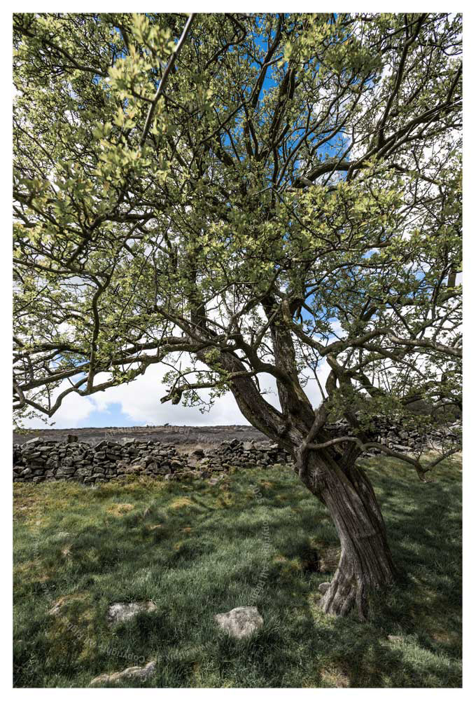 Win Hill tree
