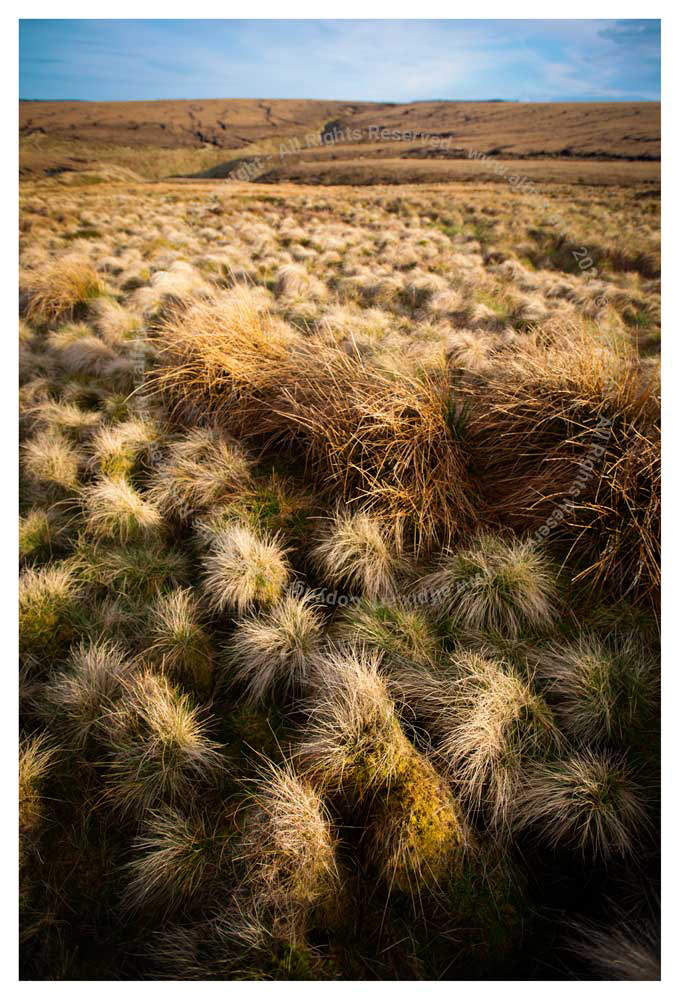 Tufty grass. Really difficult to walk across.