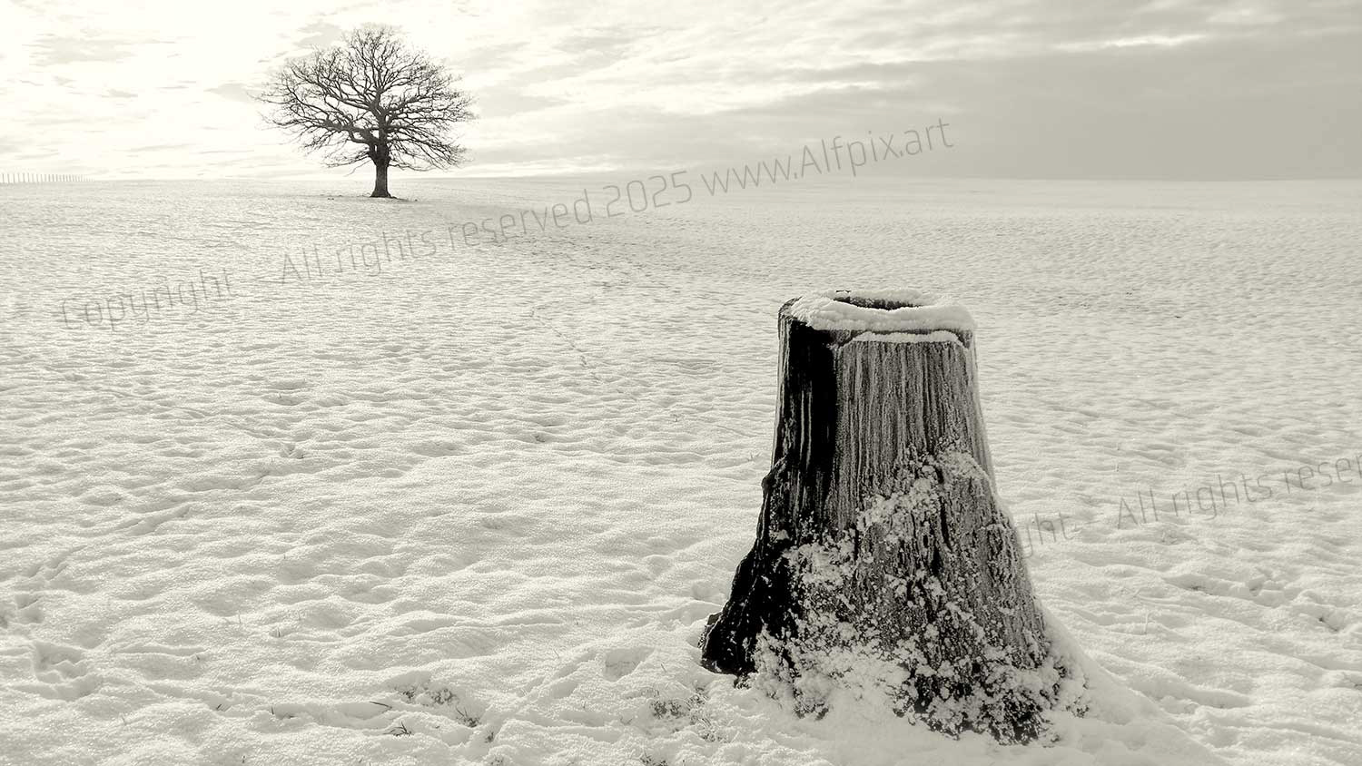 Field behind Elmerhurst woods. Snow. White out. Lone tree in background. Stump of felled tree in foreground.