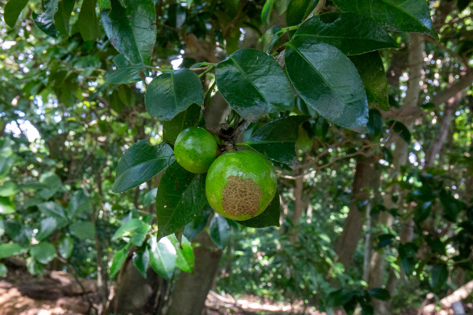 9)果実