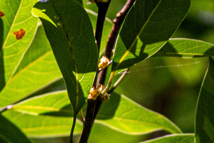 25)