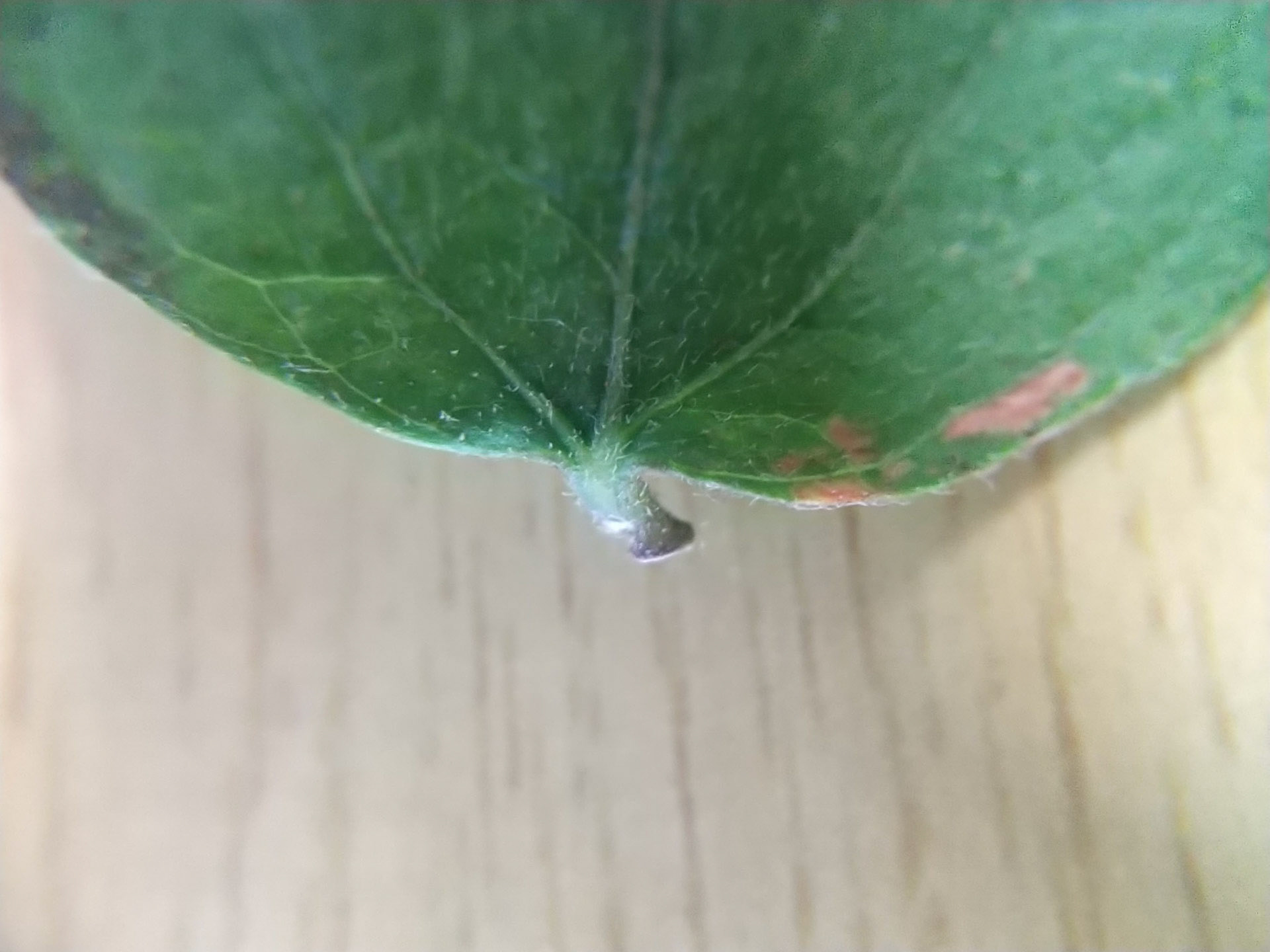 9)葉枝に毛