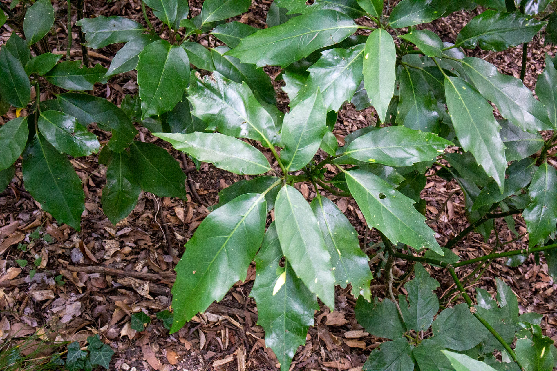 2)雌株