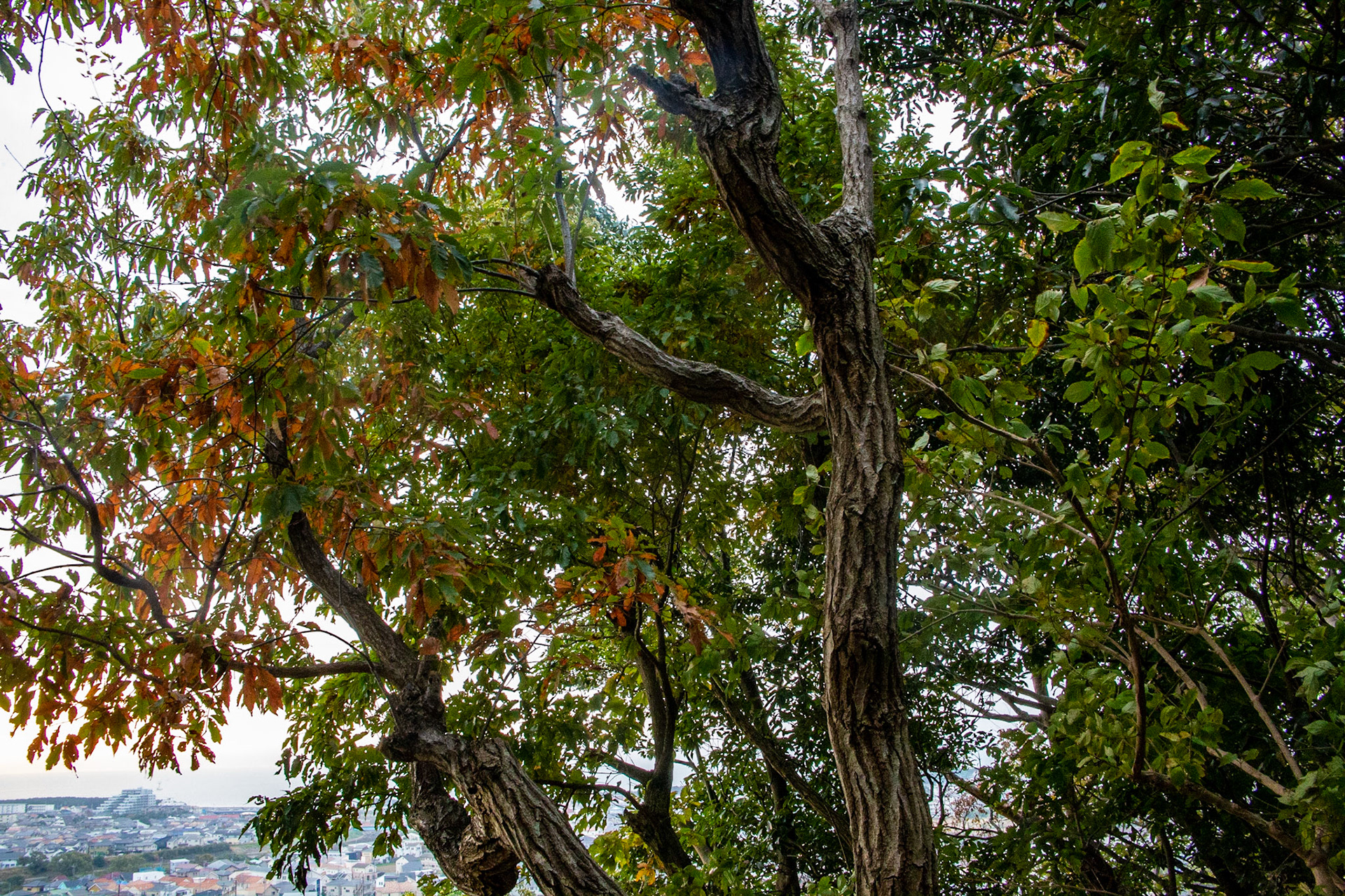 13)紅葉