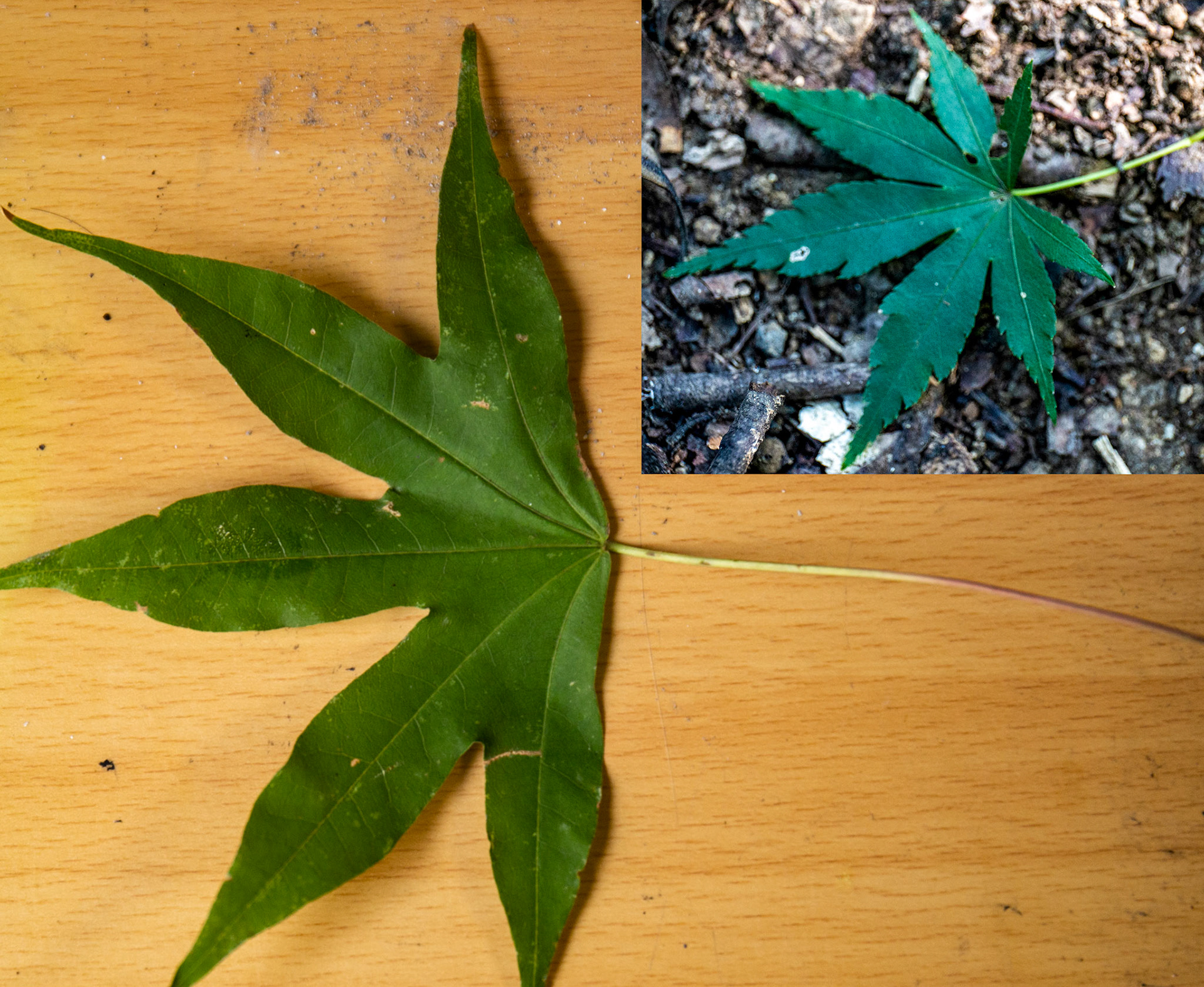 3)イロハモミジとの比較