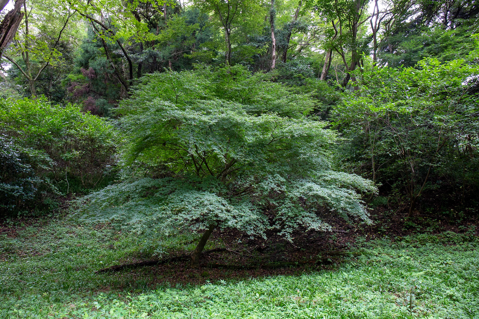 12)これは植栽かも