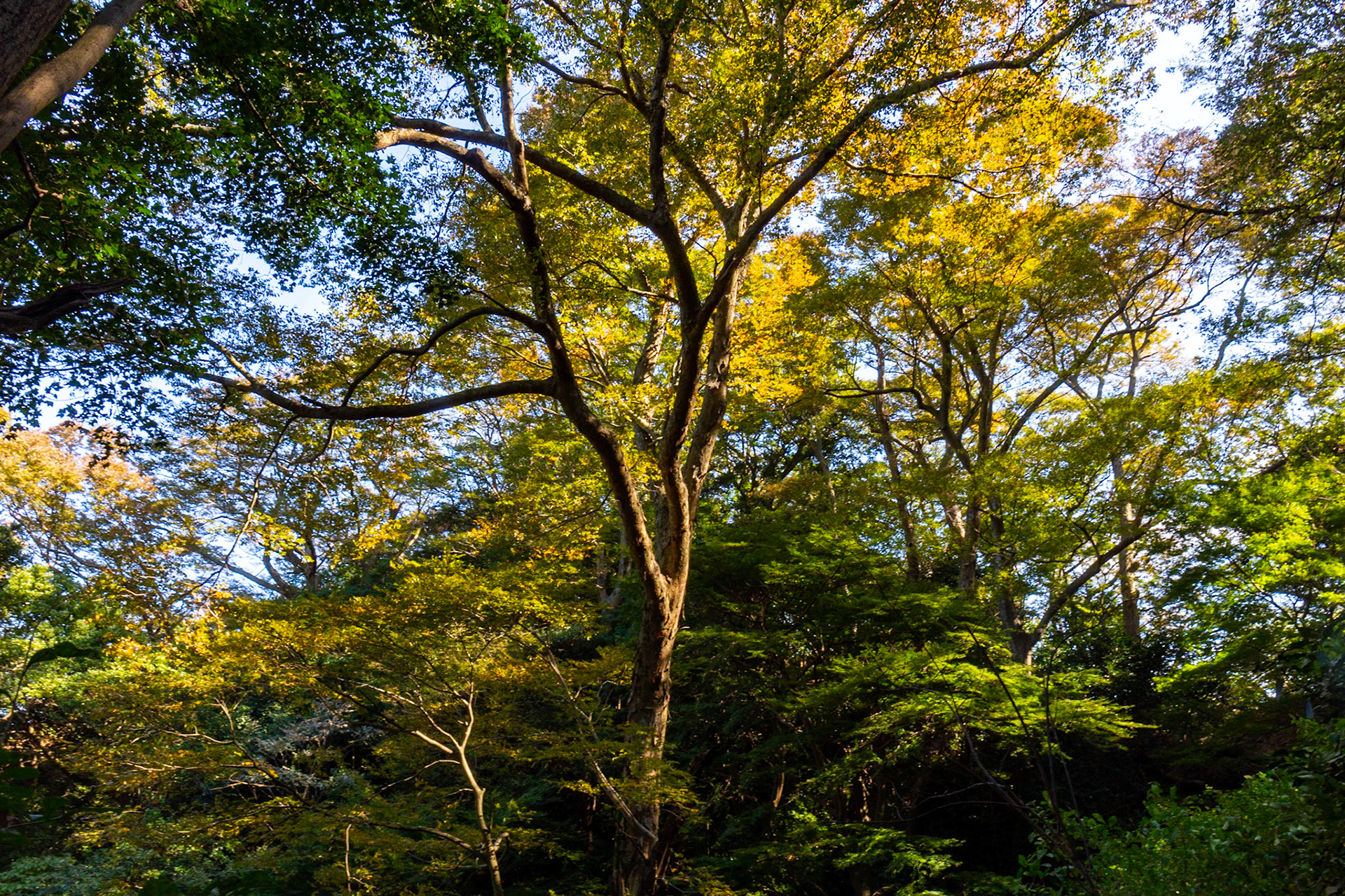 1)紅葉