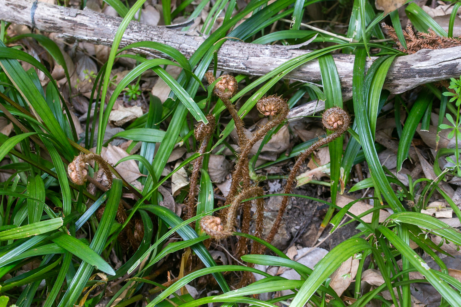 A13